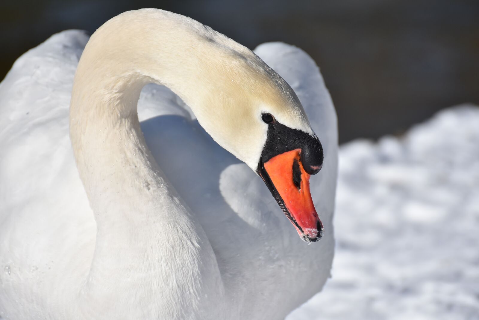 Nikon D7200 sample photo. Swan, elegant, water bird photography