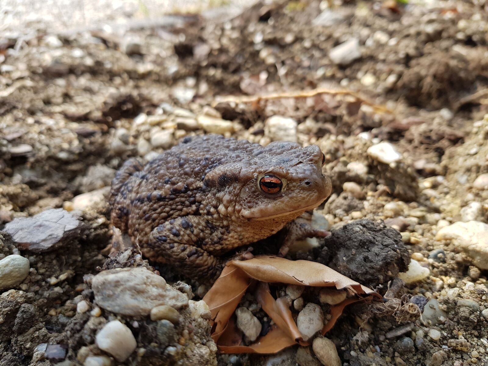 Samsung Galaxy S8 sample photo. Frog, spring, animal photography
