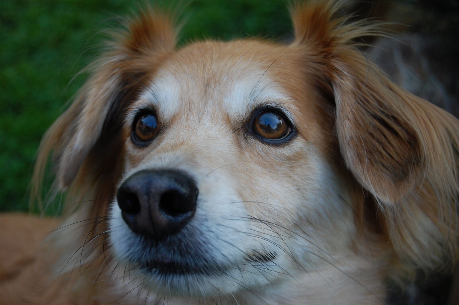 Nikon D40 sample photo. Dog, mammal, pet photography