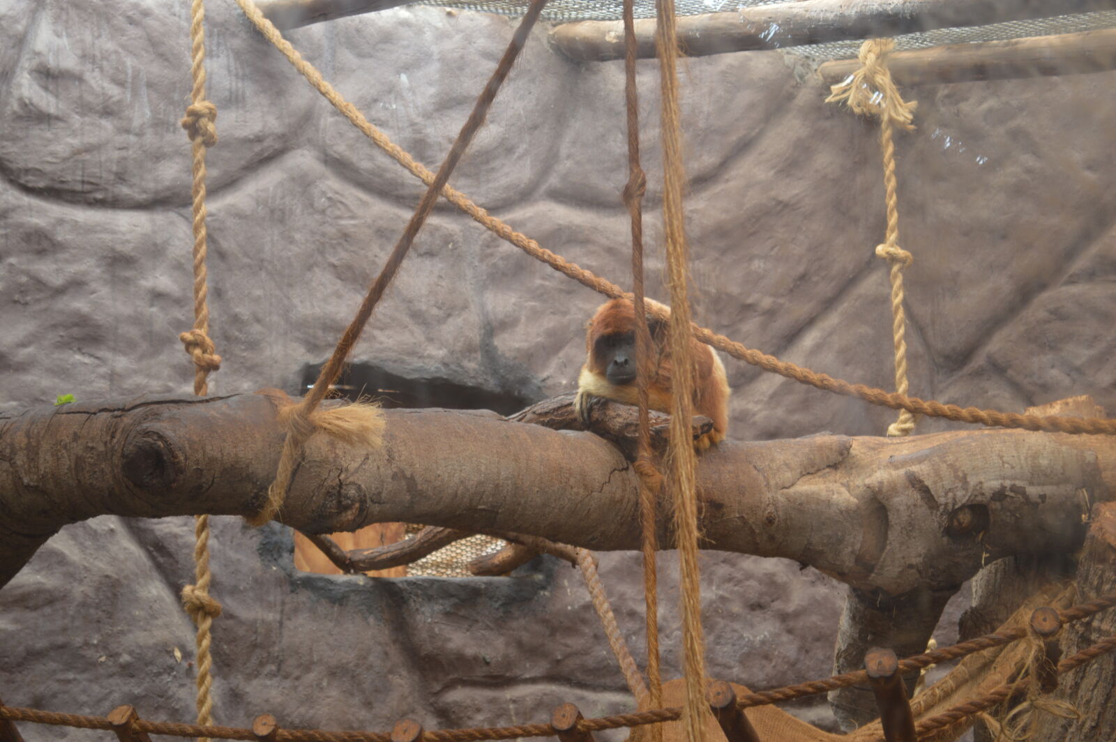 Nikon D3200 sample photo. Monkey photography