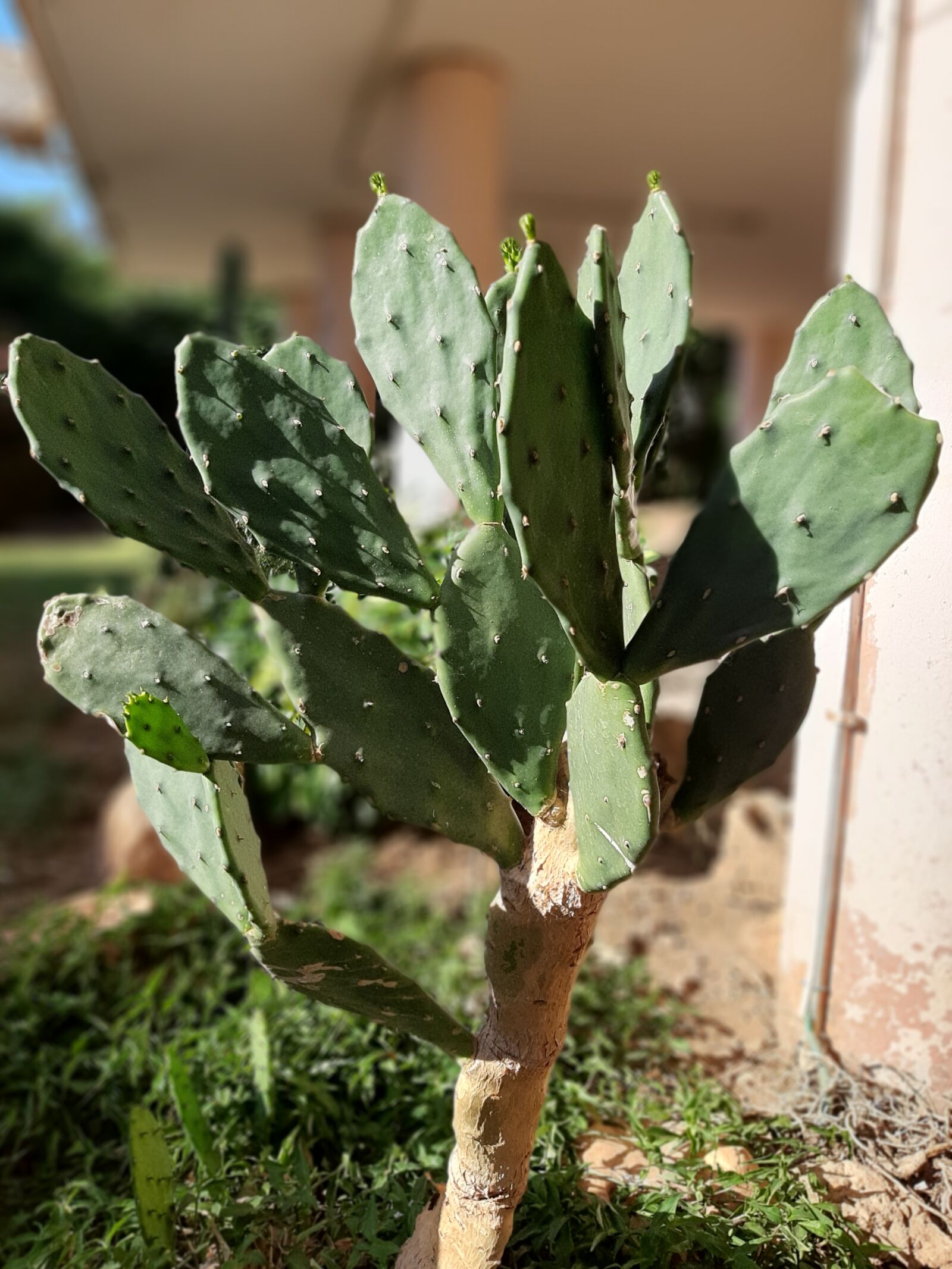 Samsung Galaxy A50 sample photo. Cactus, plant, nature photography