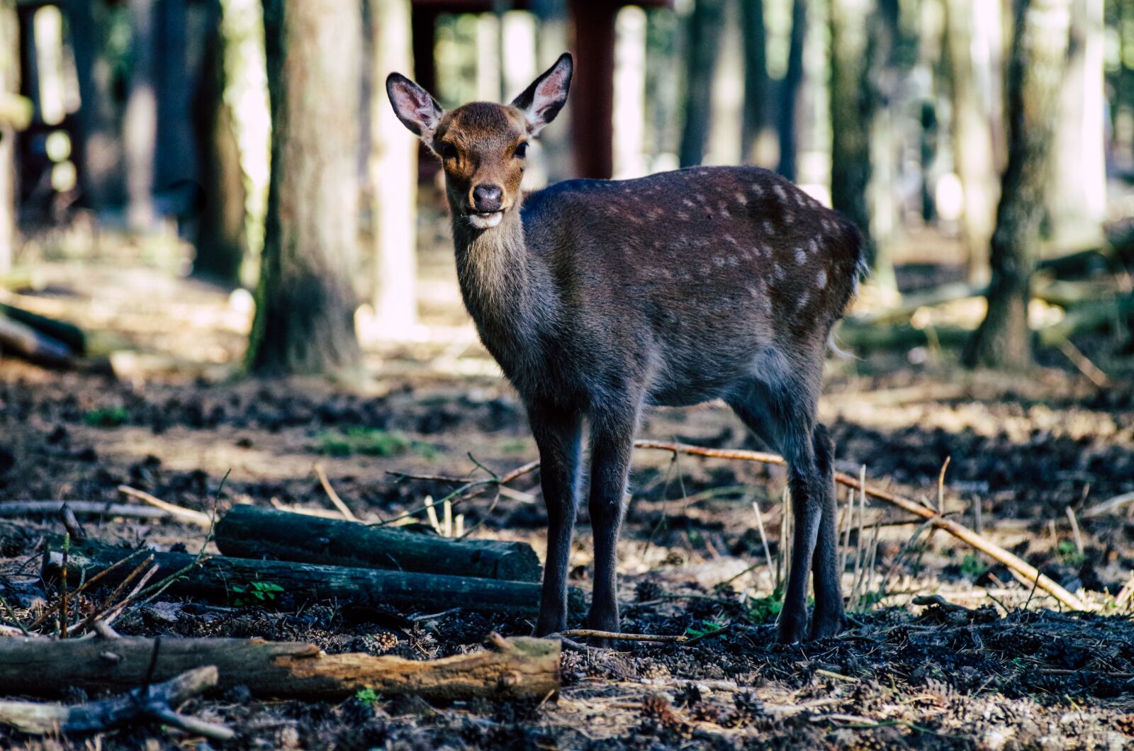 Pentax K-30 sample photo. Roe deer, fallow deer photography