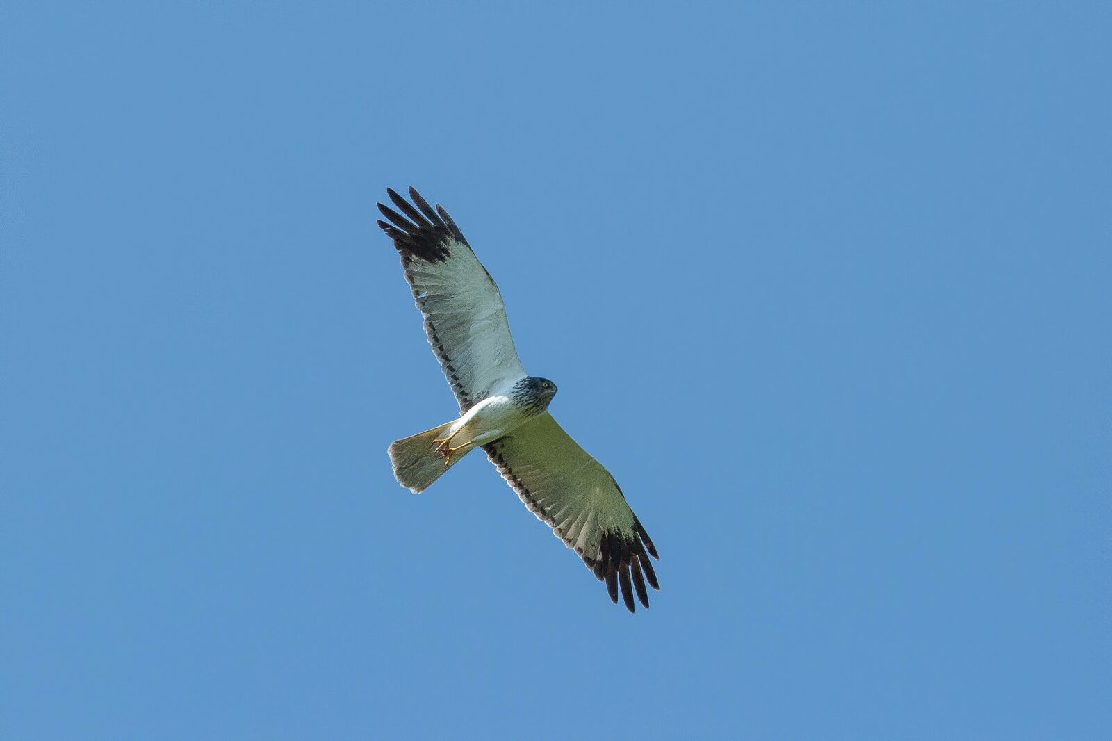Canon EOS 5D Mark III sample photo. Birds of prey, chu photography
