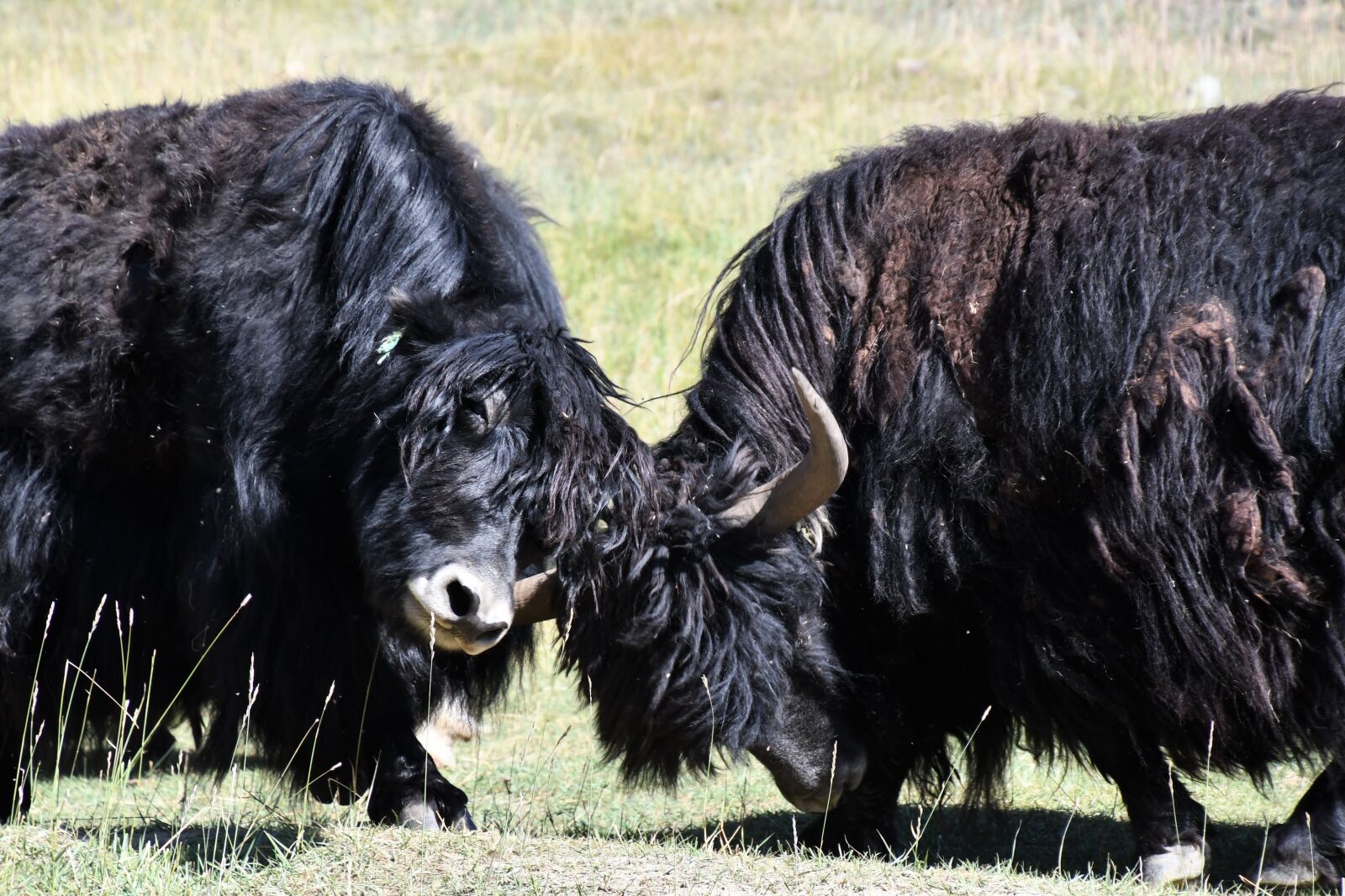 Nikon D7500 sample photo. Animal, hair, fight photography