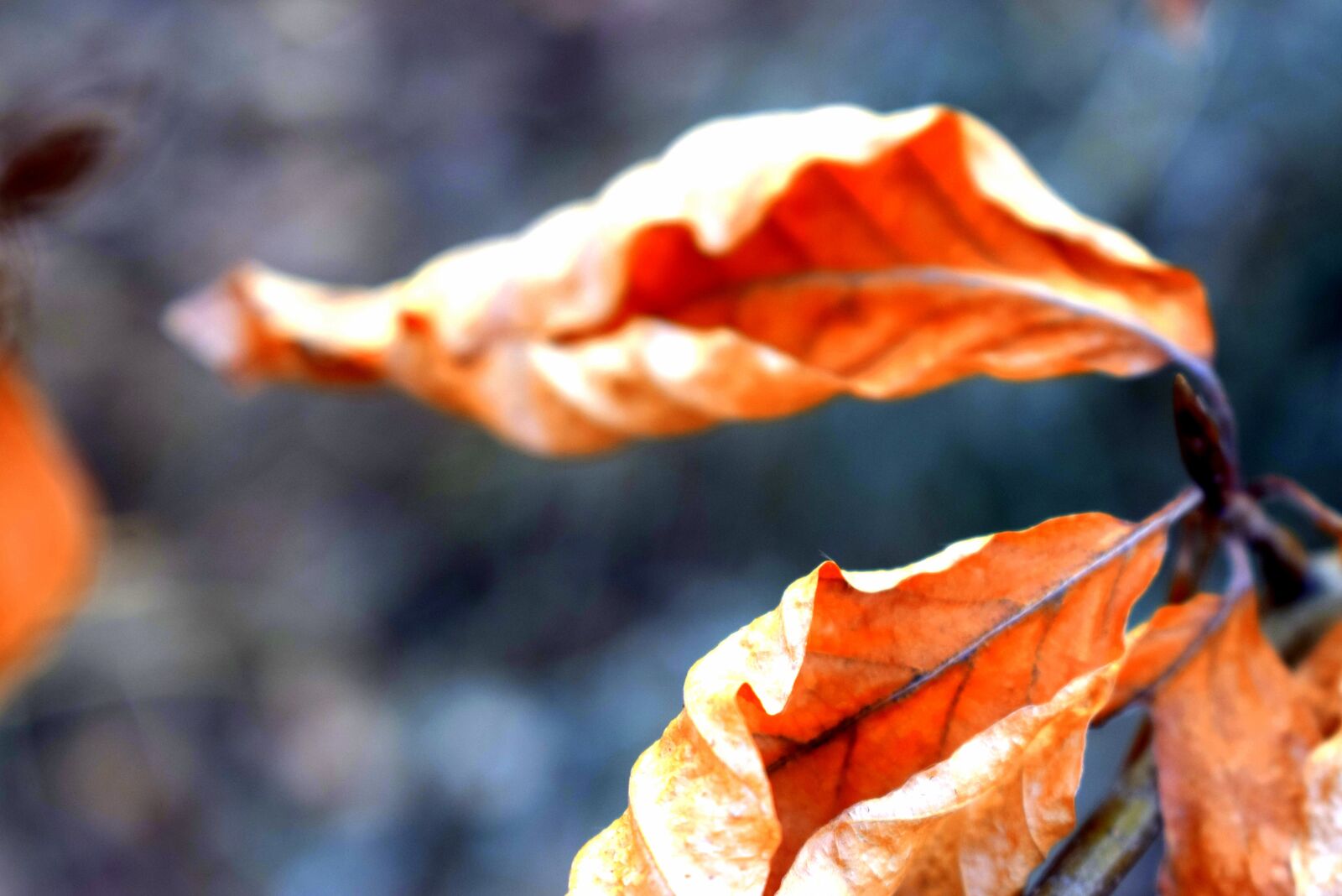 Nikon D3300 sample photo. Flora, autumn, foliage photography