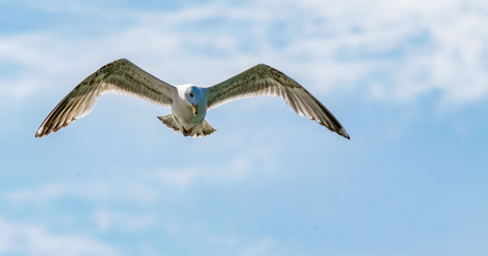 Nikon D5300 sample photo. Bird, flight, nature photography