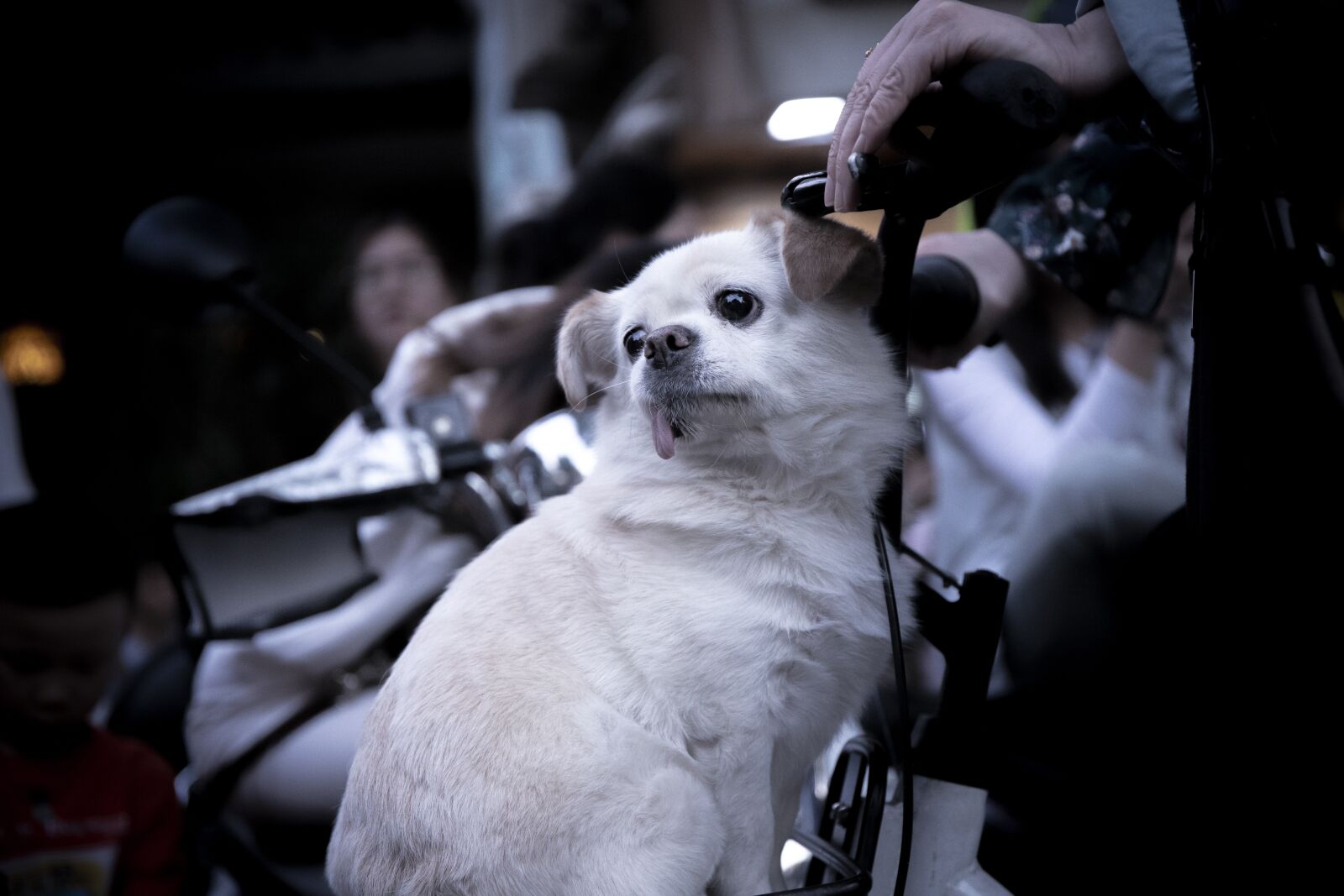 Canon EOS 6D Mark II sample photo. Dog, animal, portrait photography