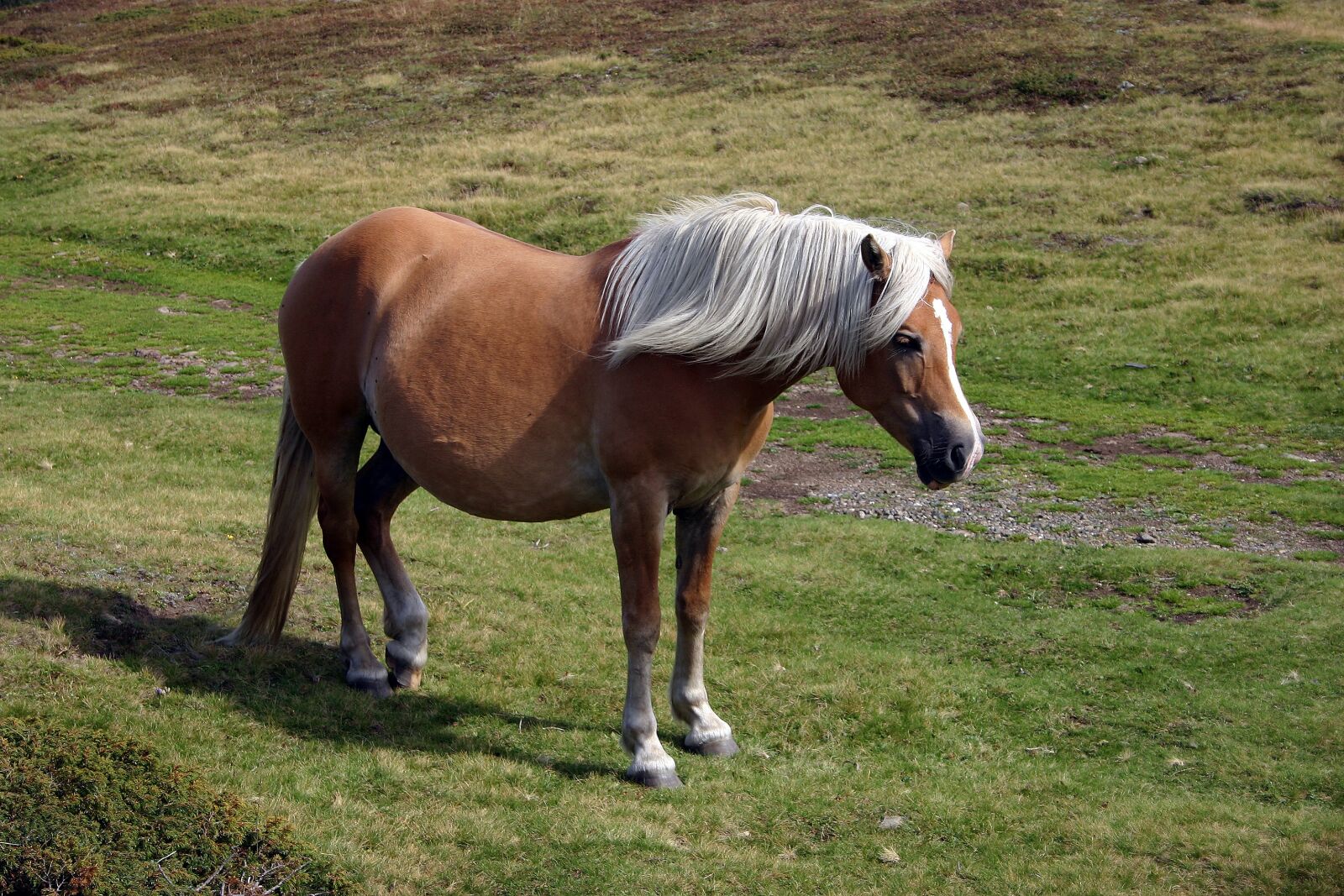 Canon EOS 300D (EOS Digital Rebel / EOS Kiss Digital) sample photo. Horse, animal, nature photography
