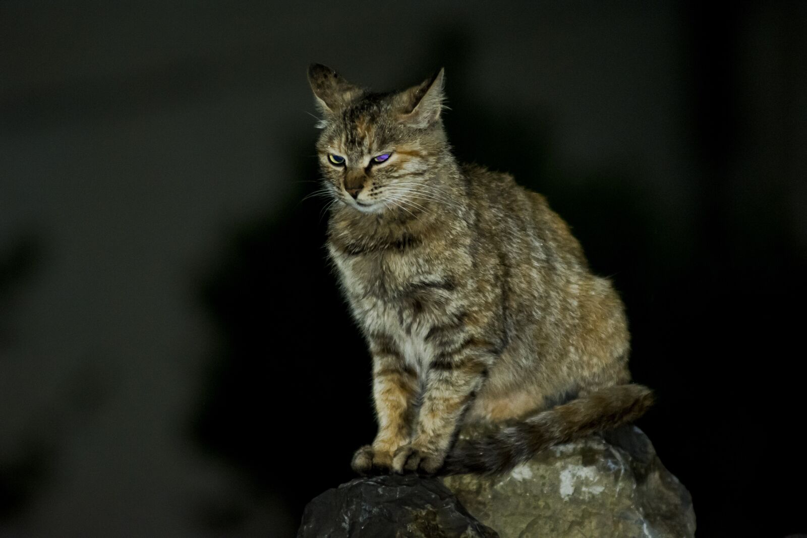 Nikon D7100 sample photo. Big, cat, the photography