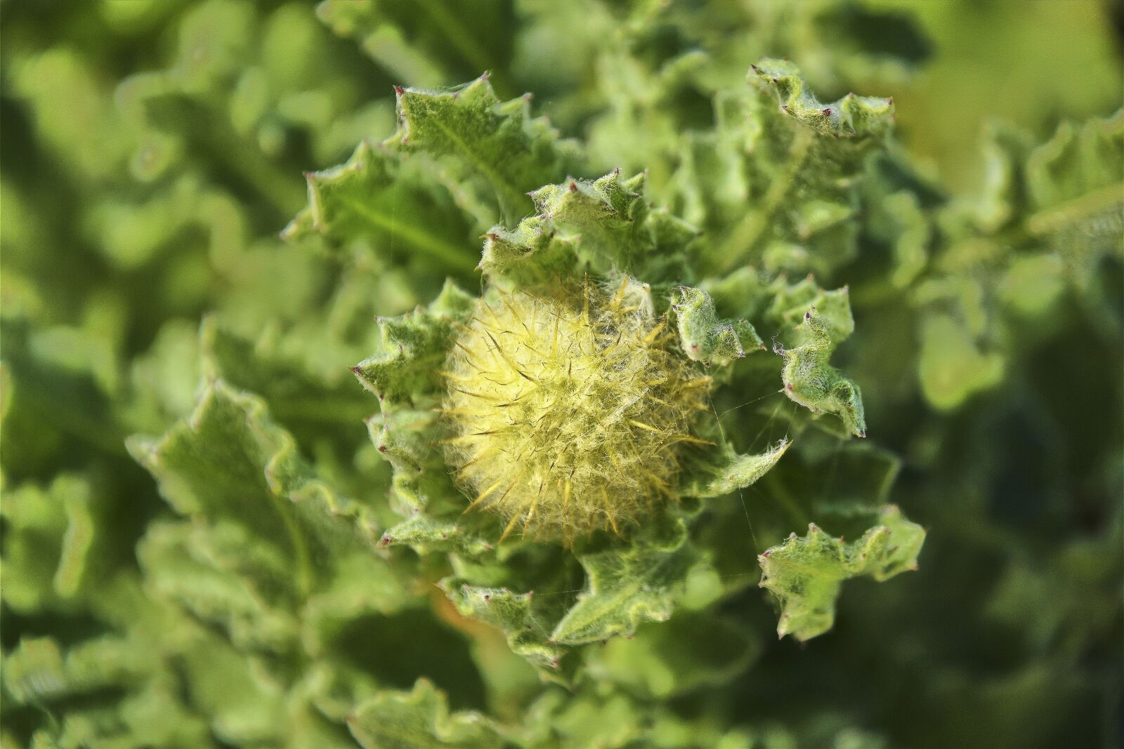Nikon D7200 sample photo. Flower, garden, plant photography