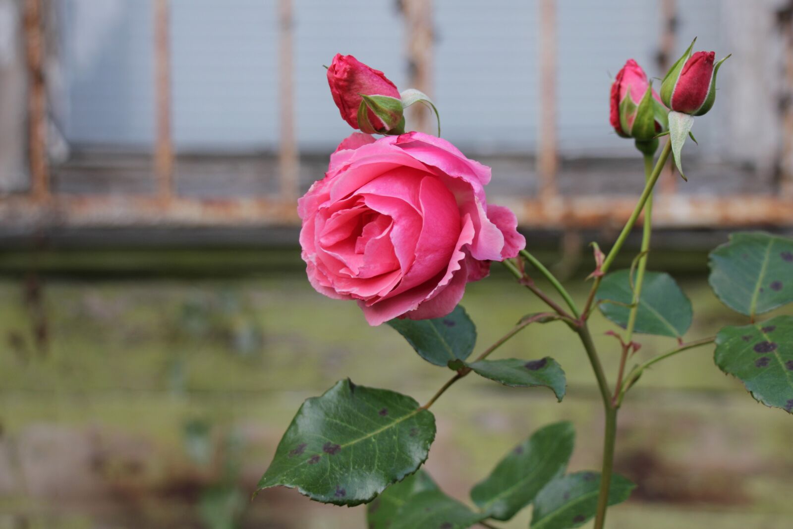 Canon EOS 550D (EOS Rebel T2i / EOS Kiss X4) sample photo. Rose, village, pink photography
