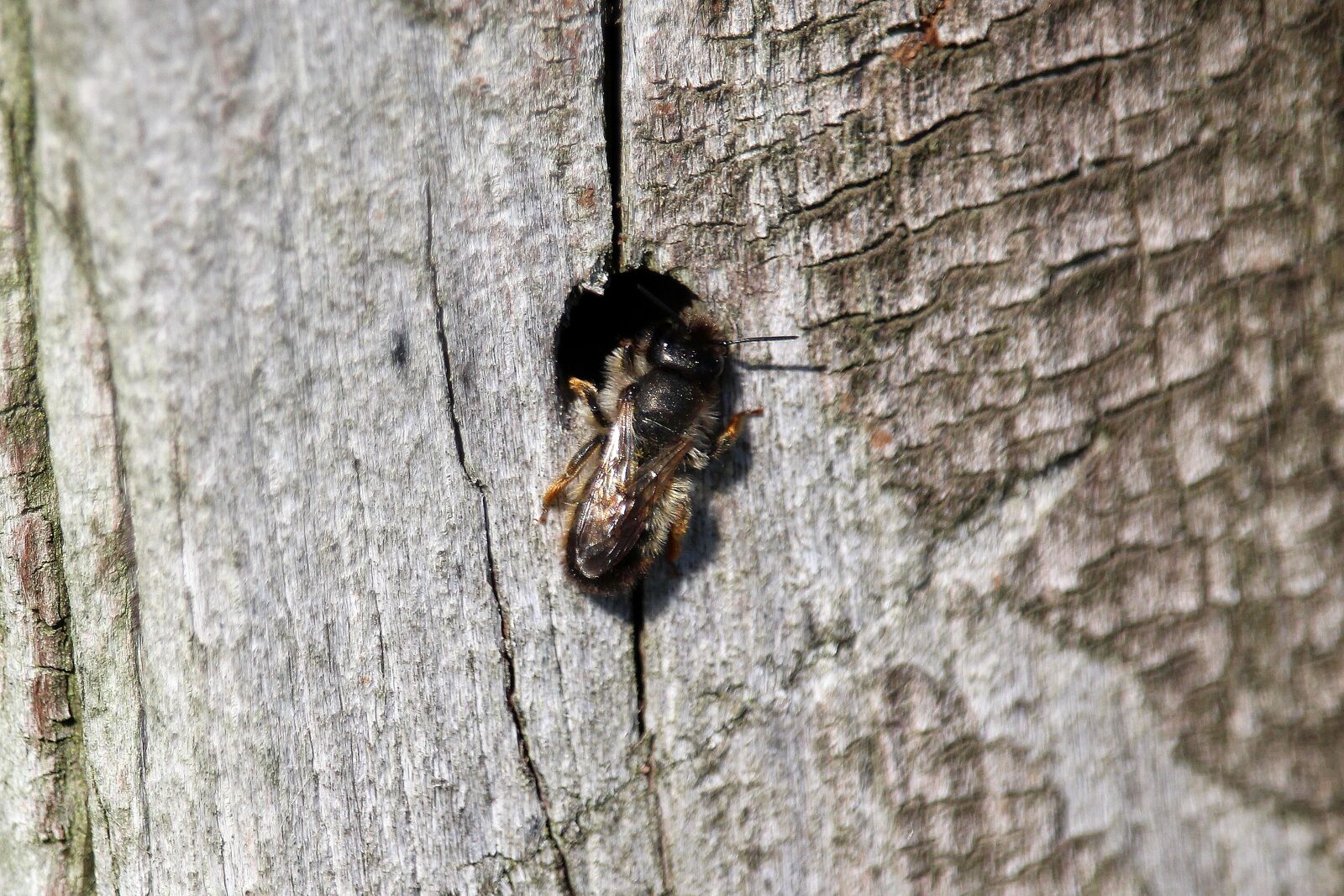 Canon EOS 700D (EOS Rebel T5i / EOS Kiss X7i) sample photo. Insect, flying, hole photography