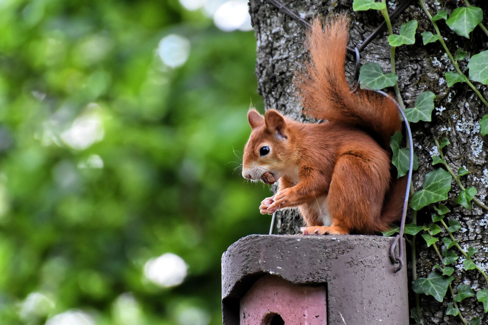 Nikon D7200 sample photo. Squirrel, eat, garden photography