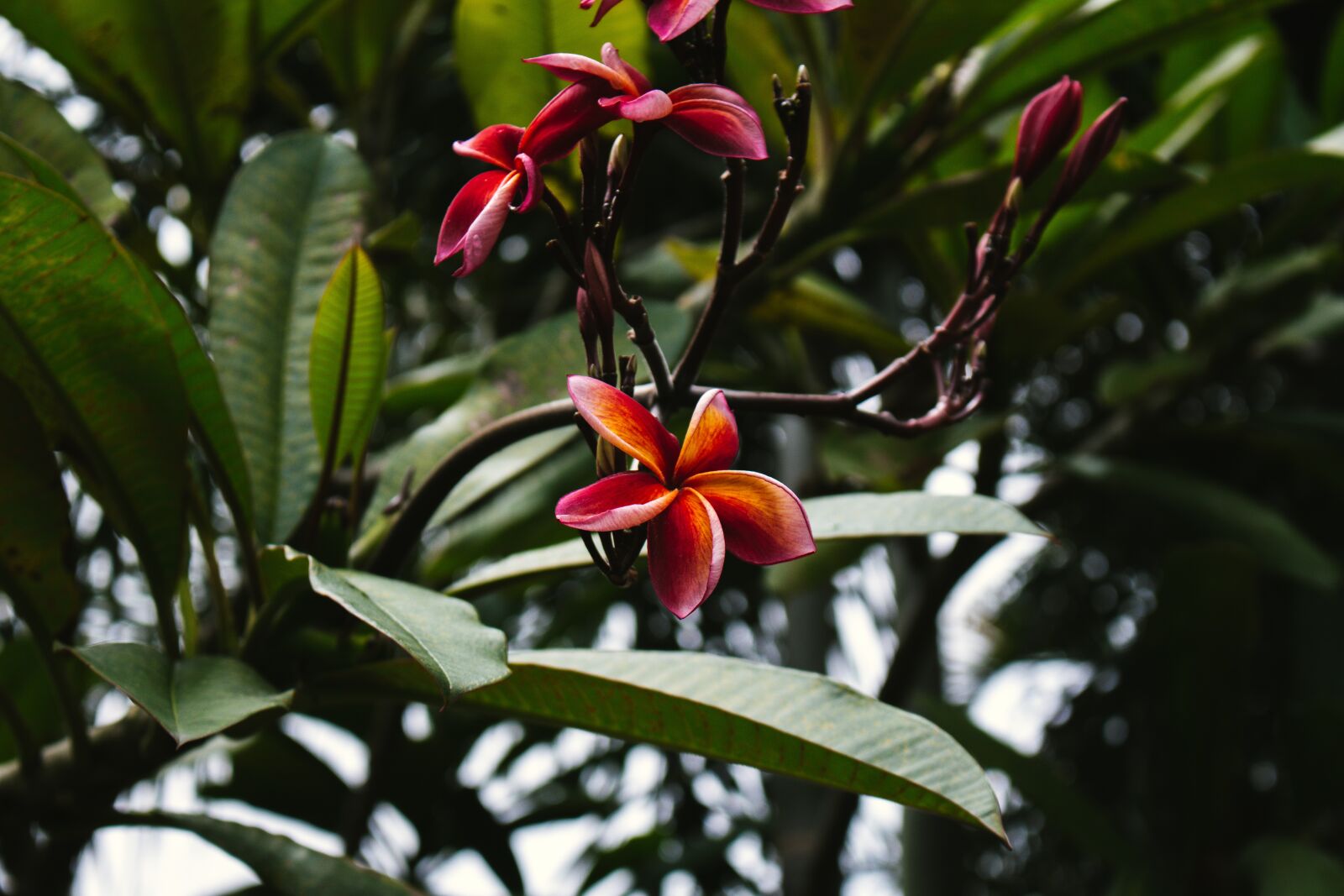 Canon EOS 700D (EOS Rebel T5i / EOS Kiss X7i) sample photo. Plumeria, flower, thailand photography