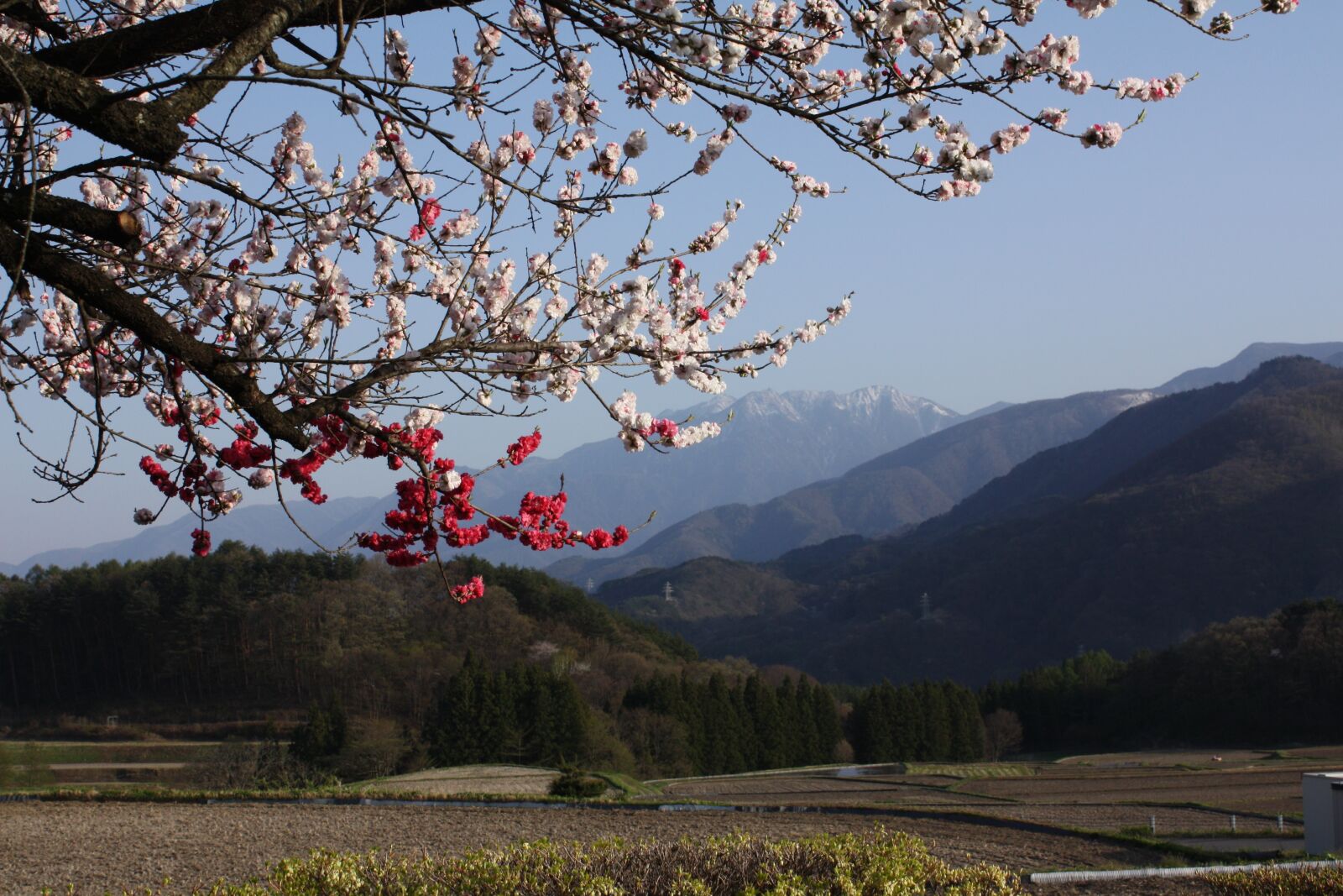 Canon EOS 450D (EOS Rebel XSi / EOS Kiss X2) sample photo. Spring, peach blossoms, 井戸尻 photography