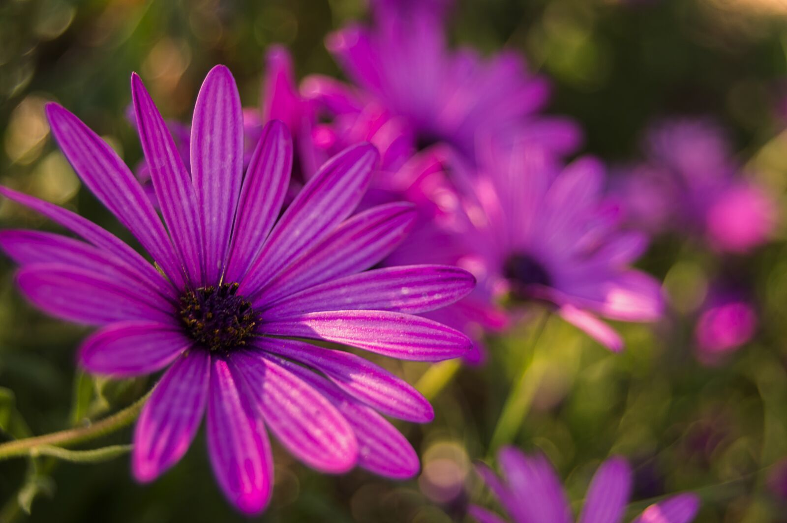 Nikon D3200 sample photo. Flower, daisy, purple daisy photography