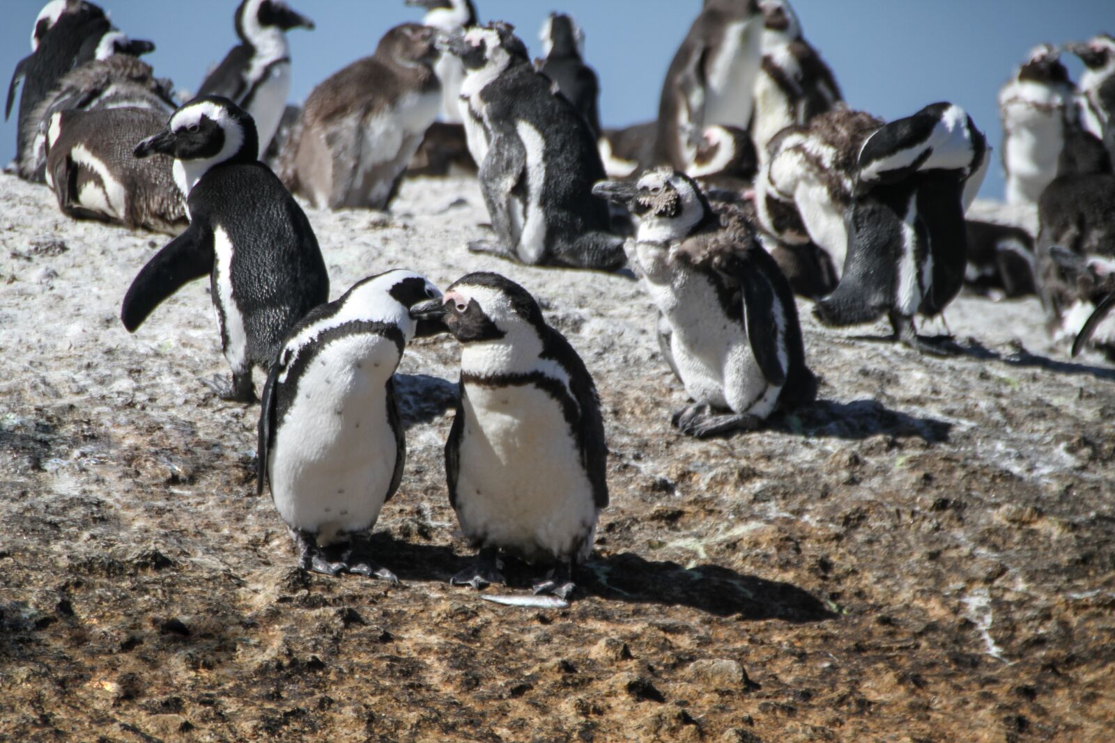 Canon EOS 7D sample photo. Penguins, south africa, cape photography