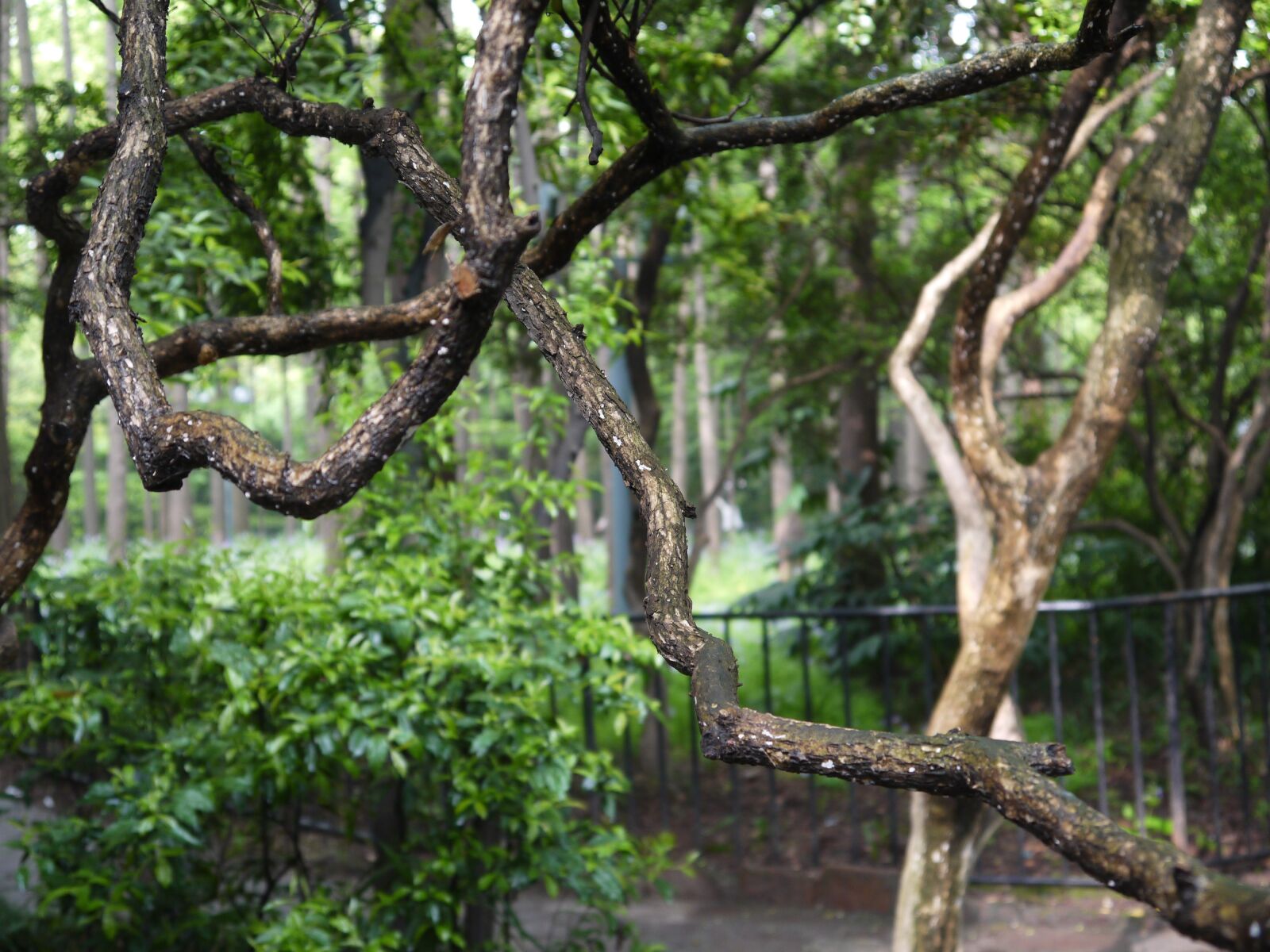 Panasonic Lumix DMC-GF3 sample photo. Trees, green, plant photography