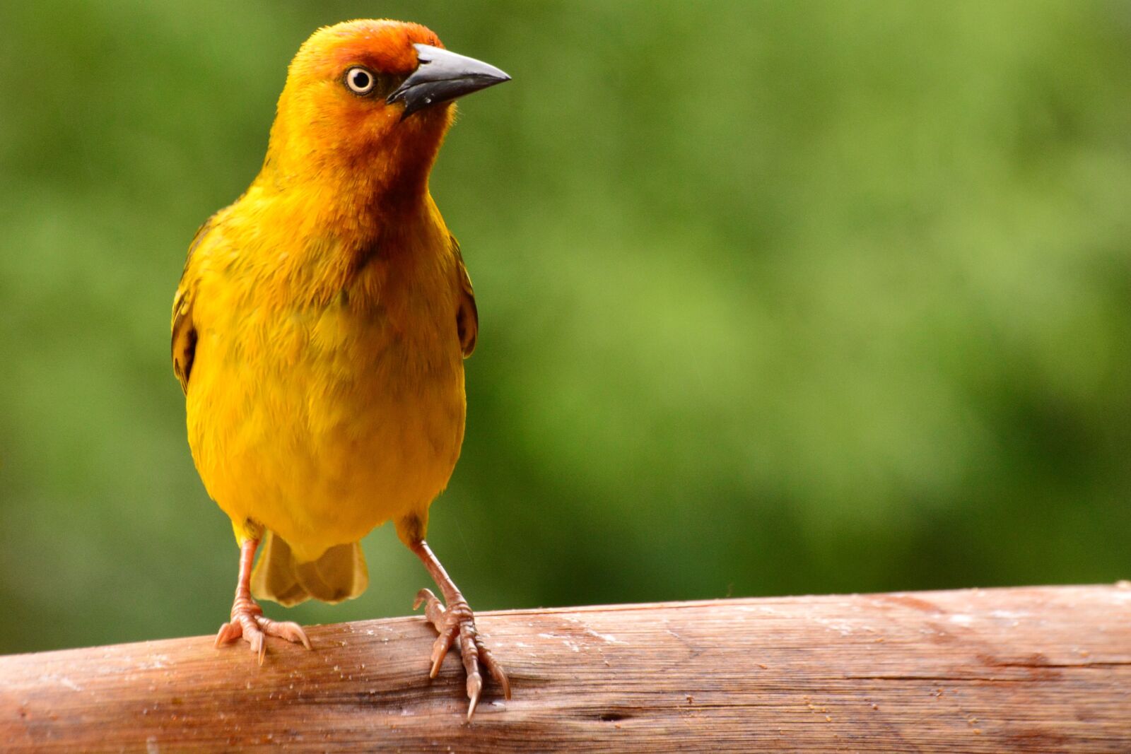 Nikon D5200 sample photo. Bird, nature, colourful photography
