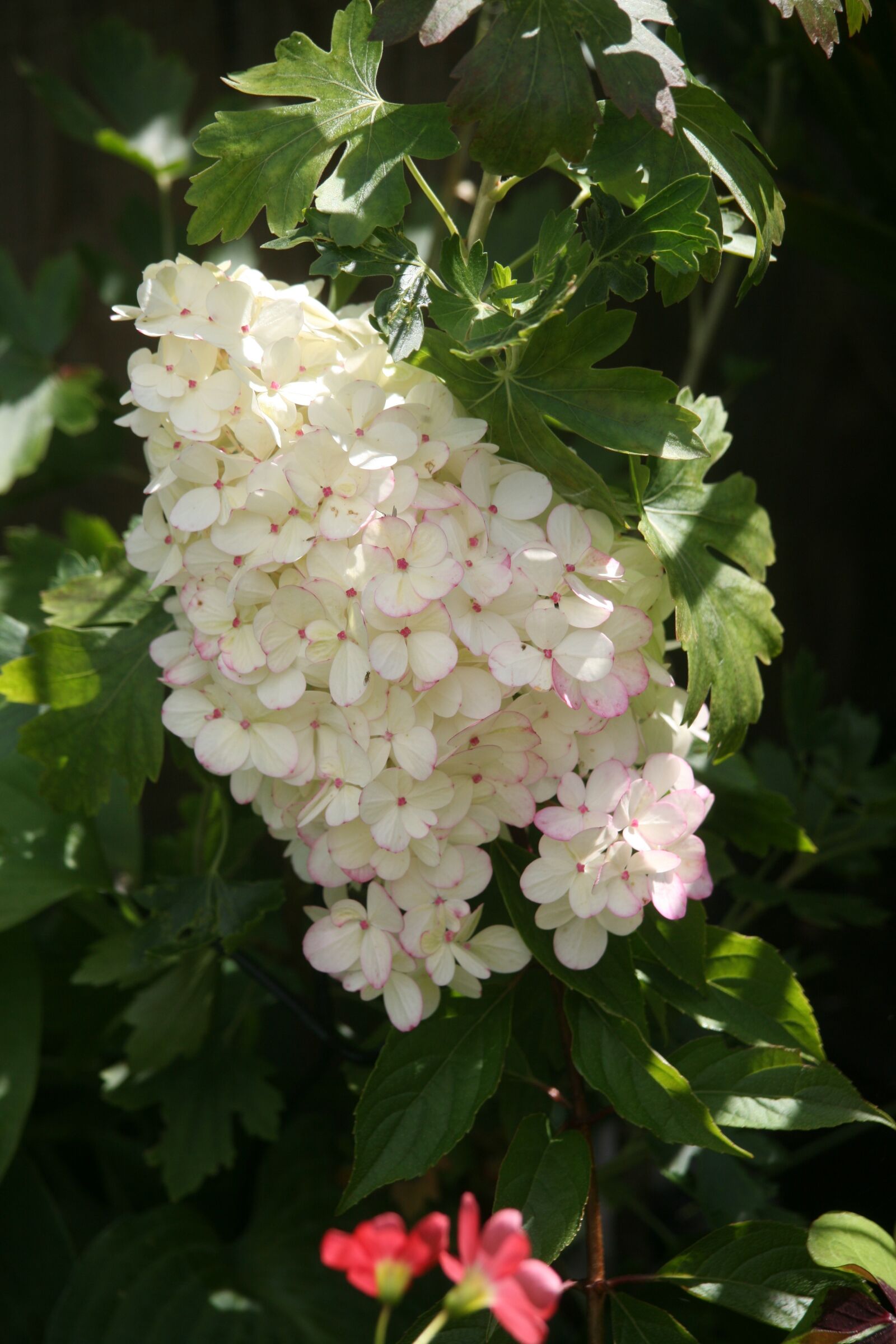 Canon EOS 5D sample photo. Hydrangea panticulata, plan, white photography