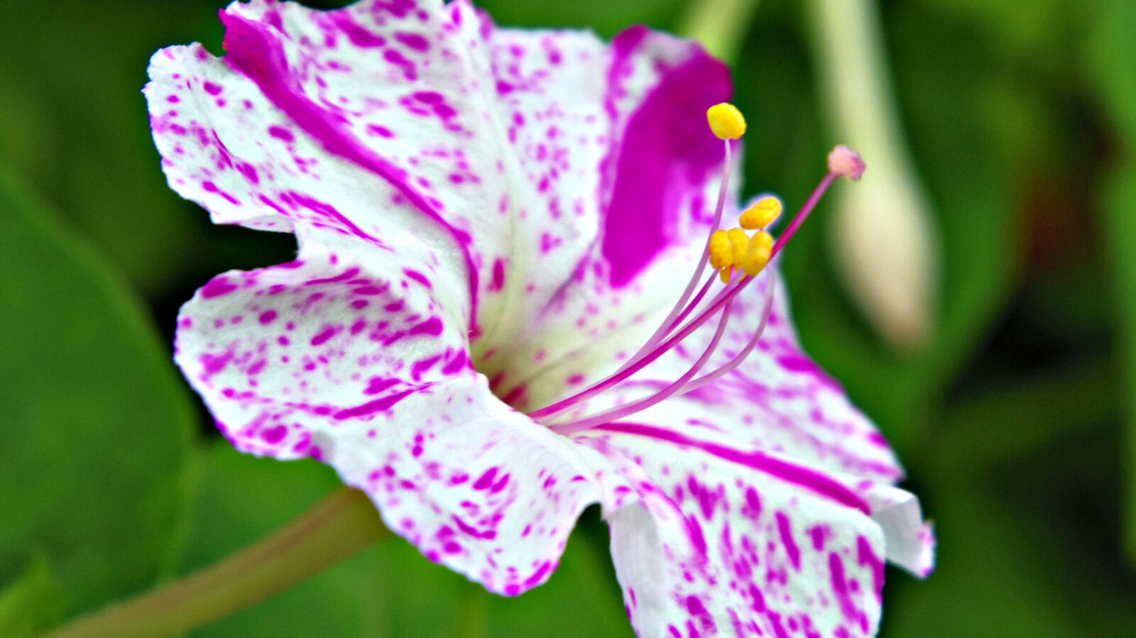 Pentax 02 Standard Zoom sample photo. Flower photography