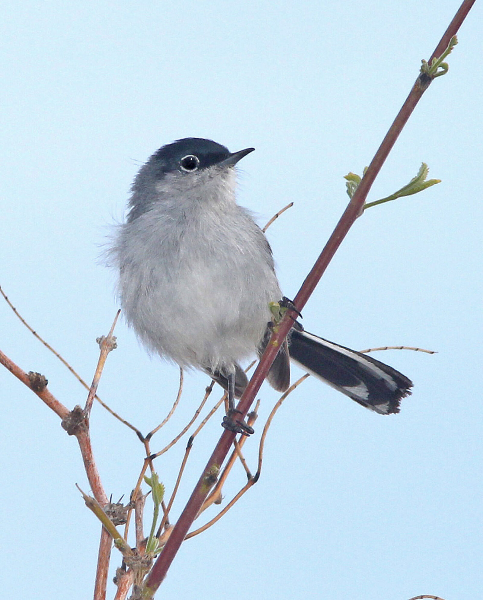 Canon EF 300mm F4L IS USM sample photo