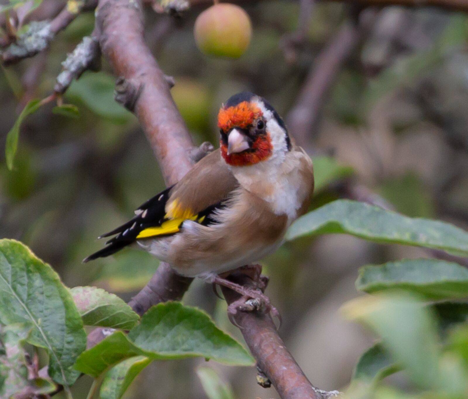 Canon EOS 5D Mark III + Canon EF 100-400mm F4.5-5.6L IS II USM sample photo. Bird, goldfinch, finch photography