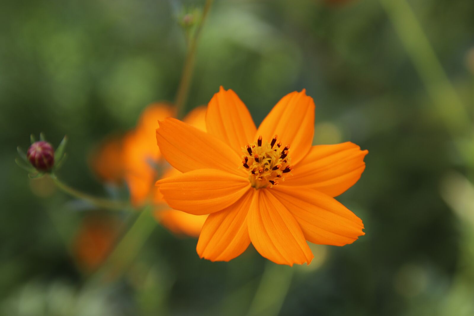 Canon EOS 800D (EOS Rebel T7i / EOS Kiss X9i) sample photo. Flowers, color orange, cosmos photography