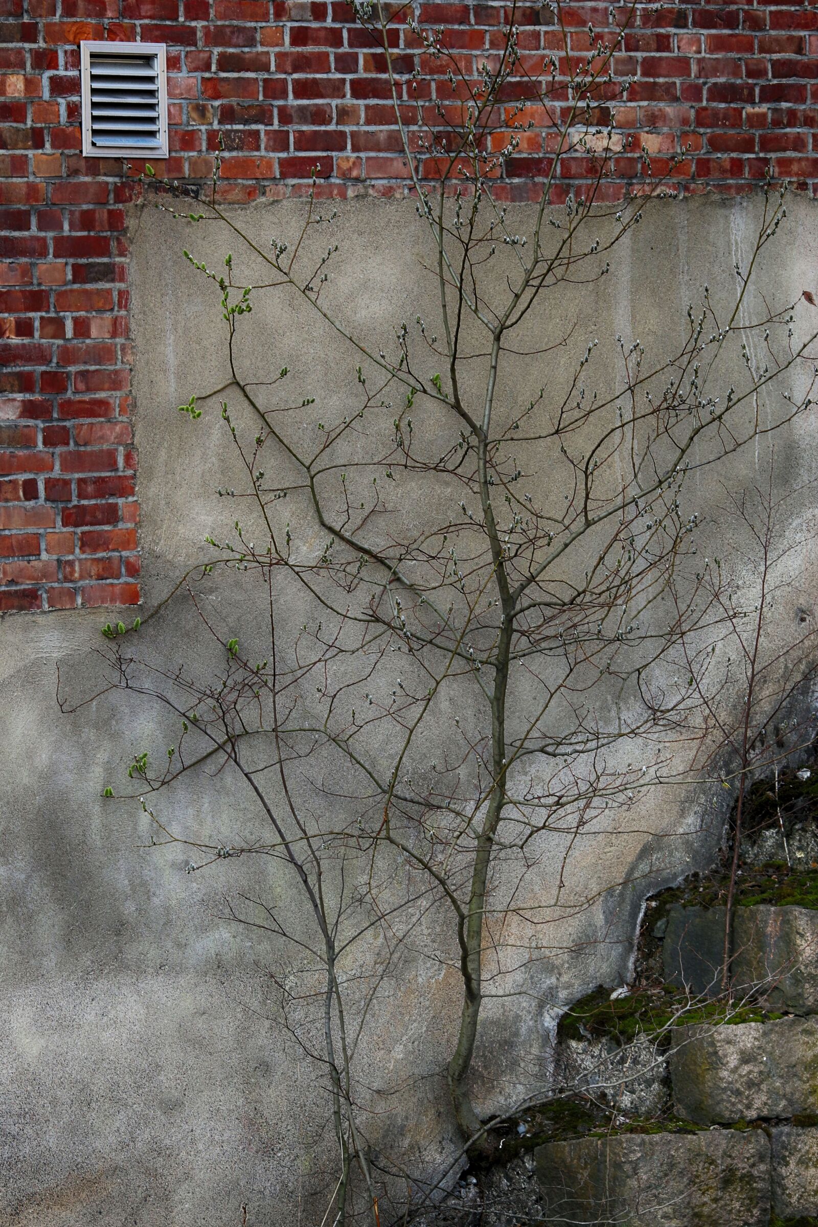Canon EOS 7D Mark II + Canon EF 135mm F2L USM sample photo. Wall, old, tree photography
