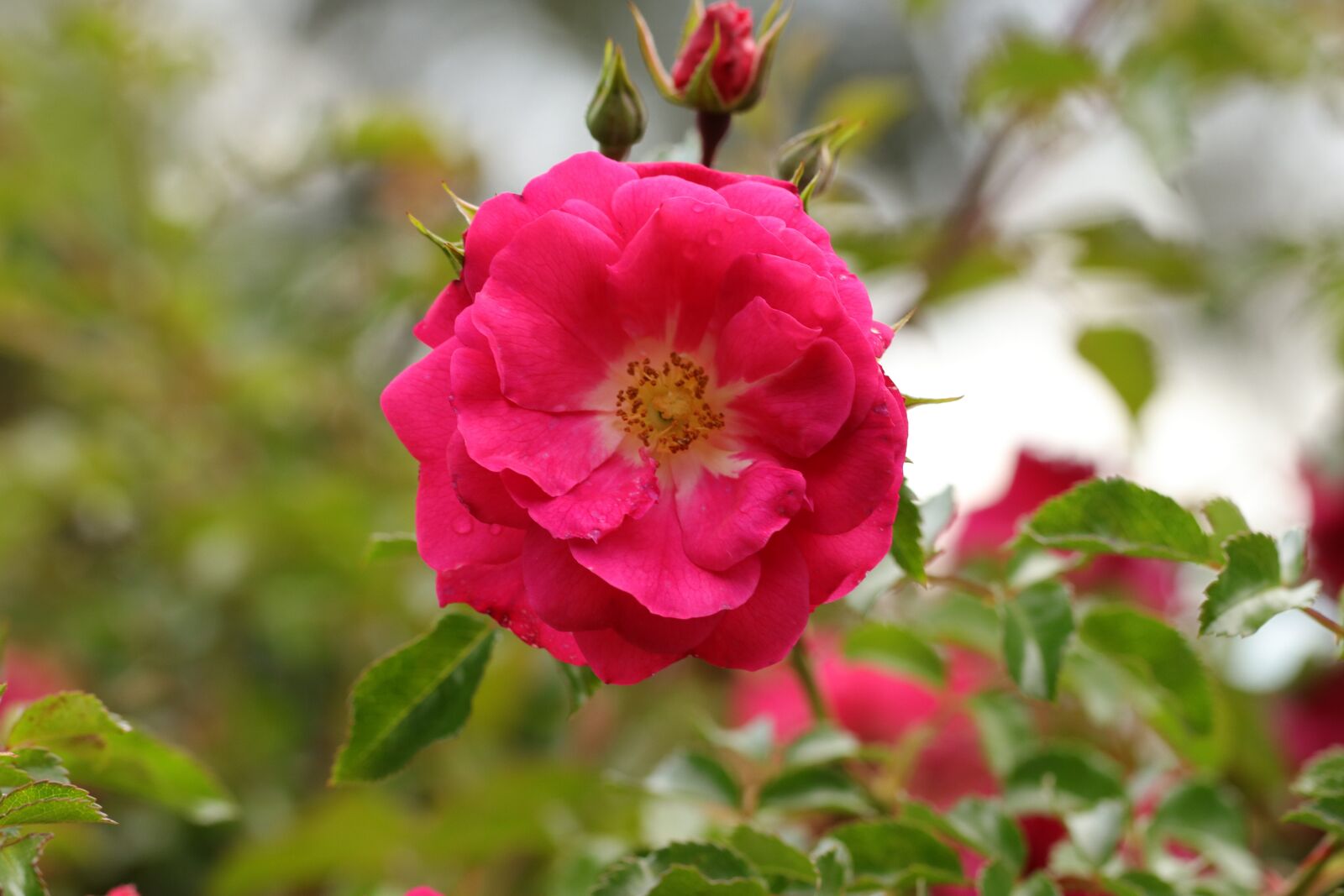 Canon EF 100mm F2.8L Macro IS USM sample photo. Rose, flower, plant photography
