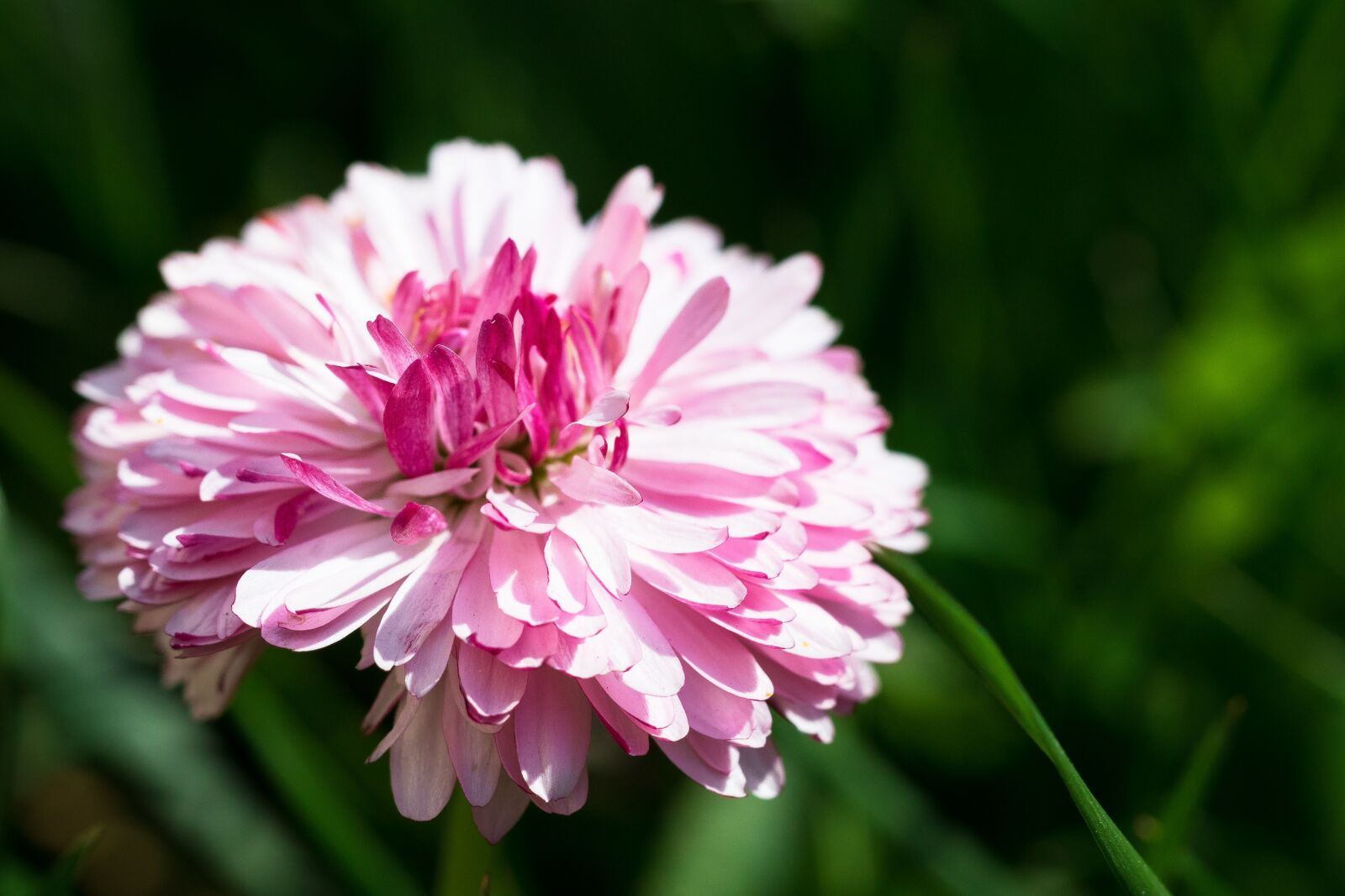 Canon EOS 7D Mark II sample photo. Daisy, spring, pink flower photography