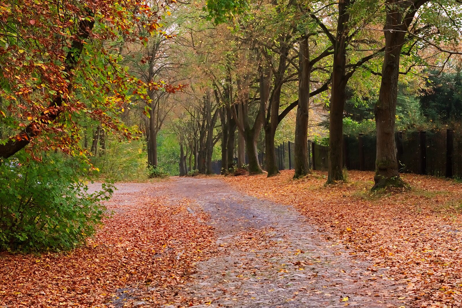 Nikon D3300 sample photo. Autumn, colorful, leaves photography