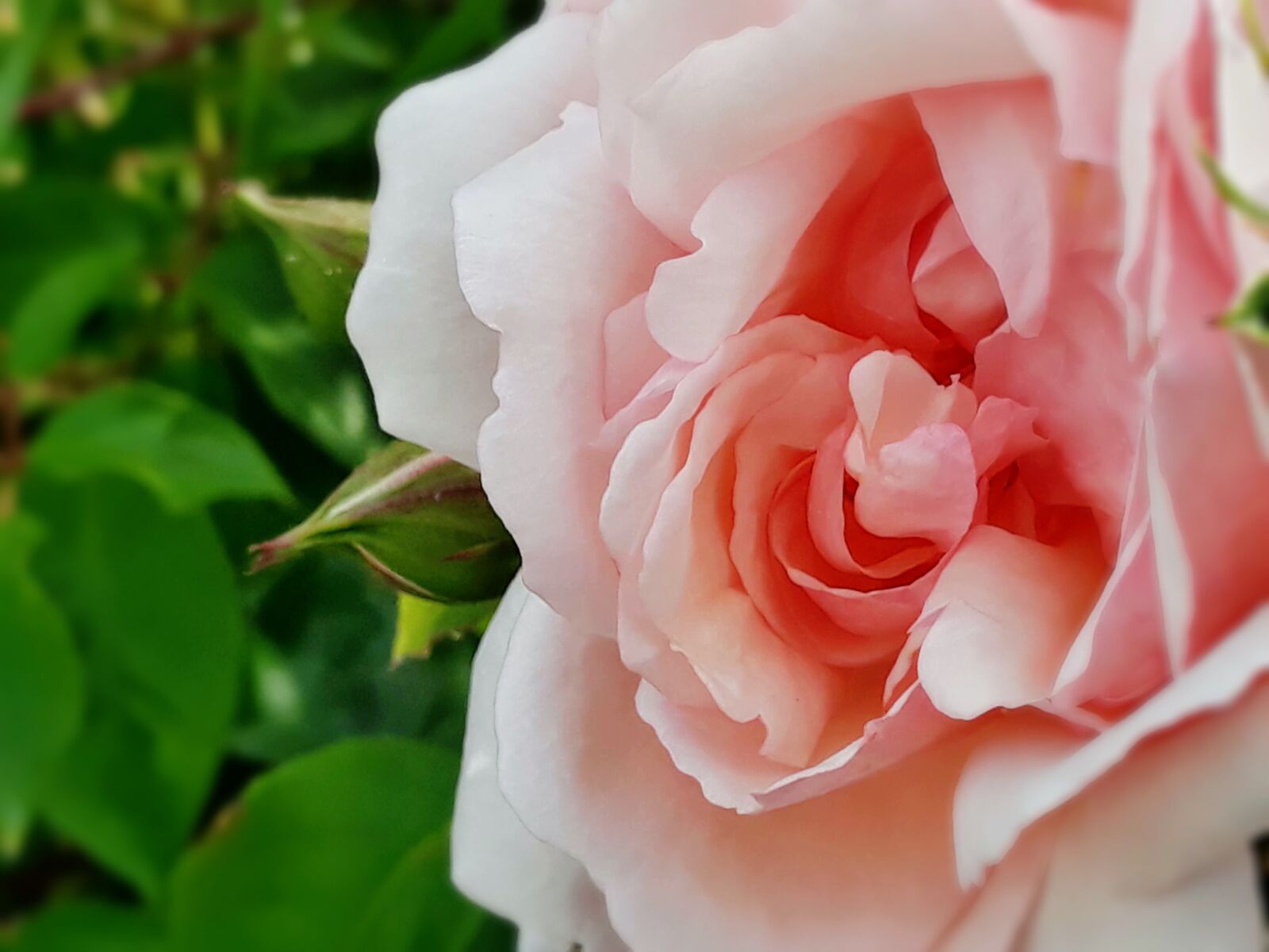 Samsung Galaxy J7 sample photo. No people, flower, rose photography