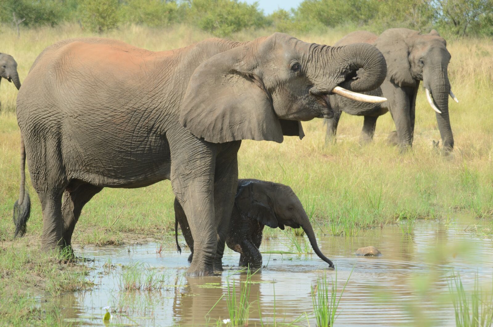 Nikon D7000 sample photo. Elephant mother and baby photography