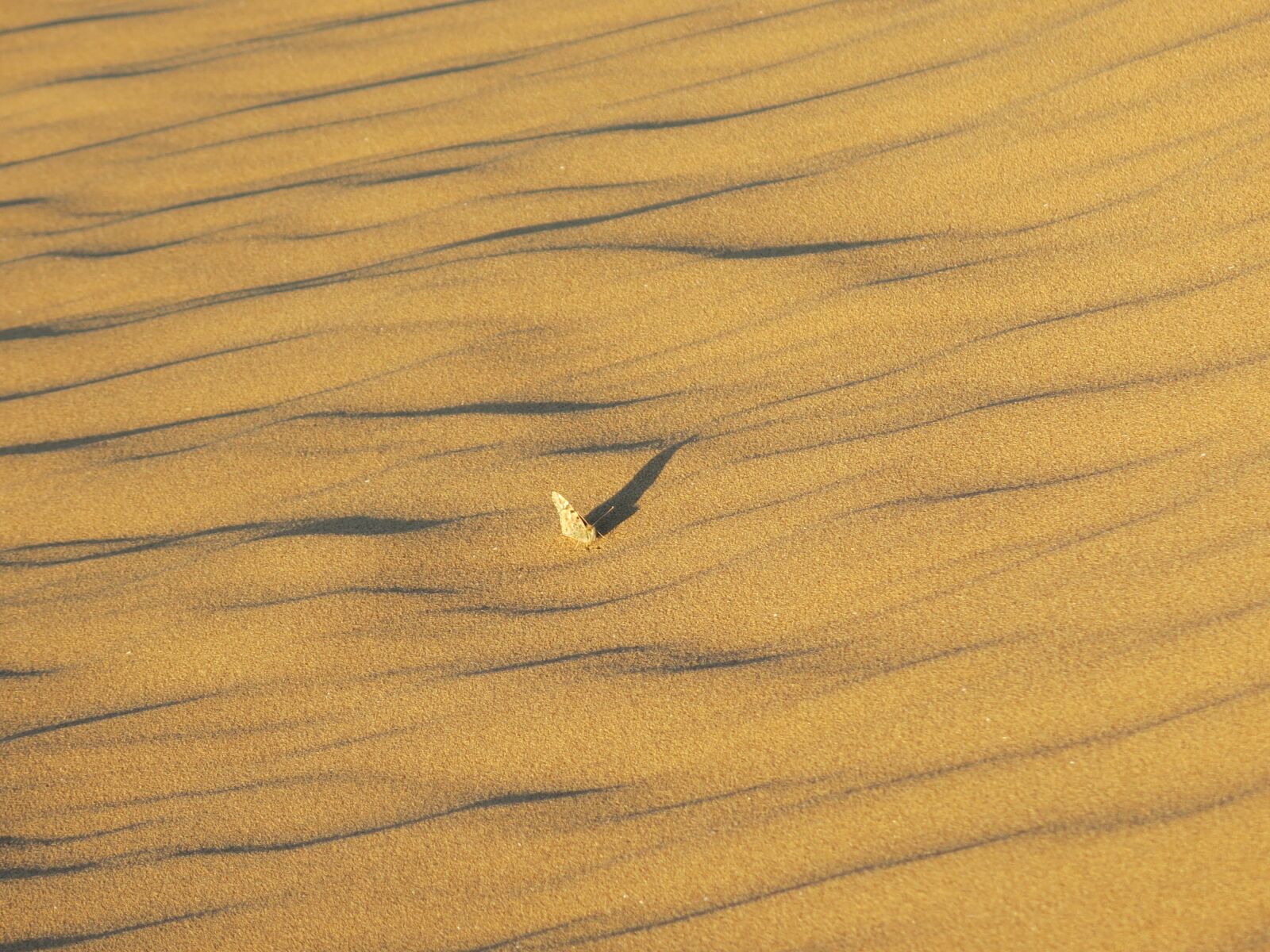 Canon PowerShot G15 sample photo. Lonely, hot, desert photography