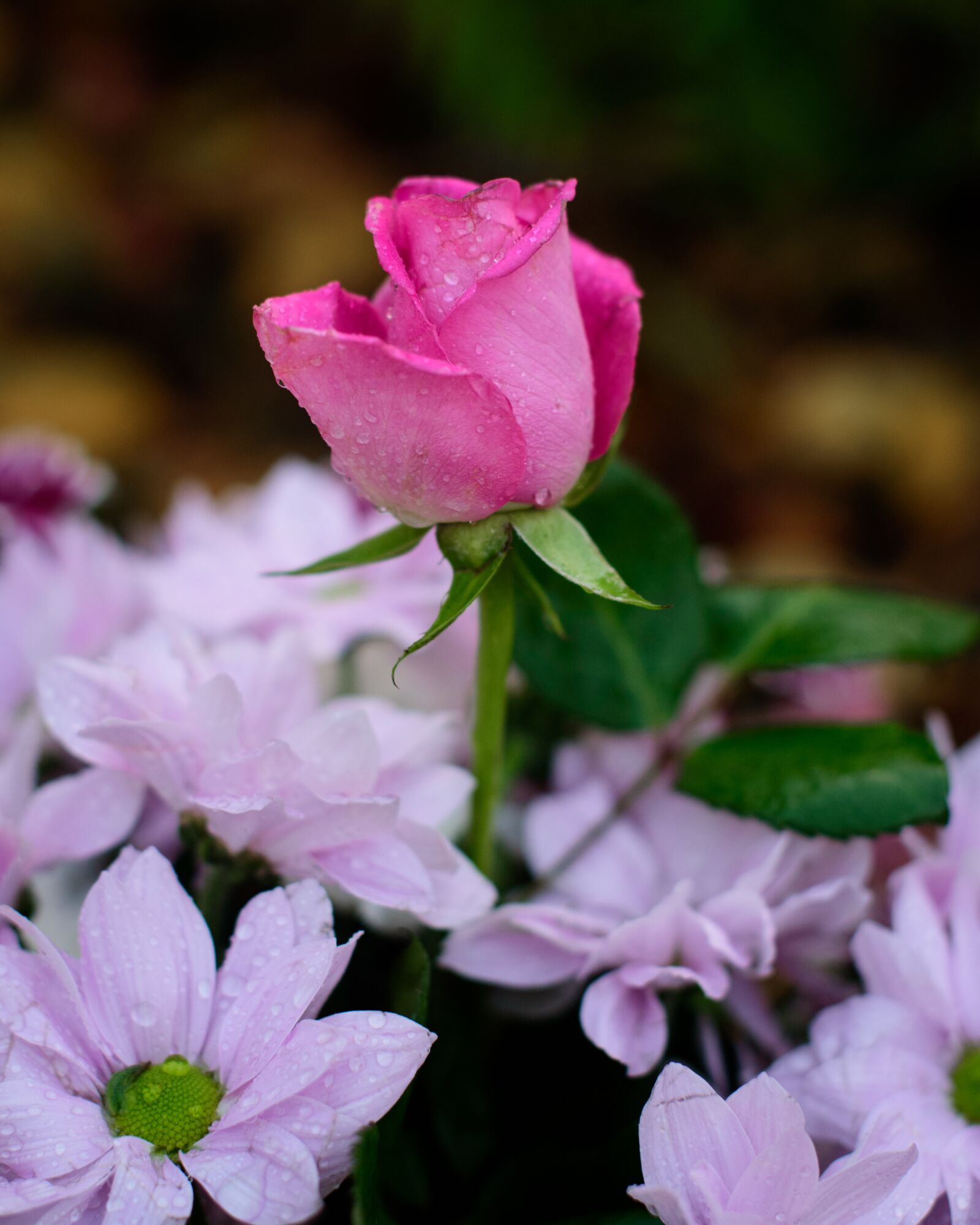 Nikon D750 sample photo. Rose, pink, flower photography