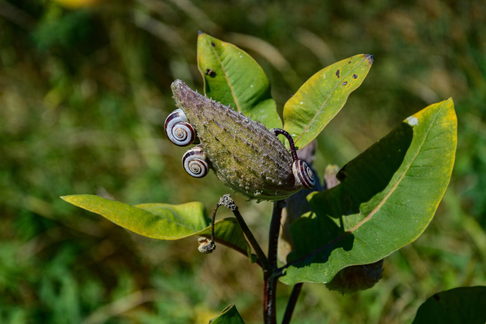 Nikon D3300 sample photo. Flower, snail, nature photography