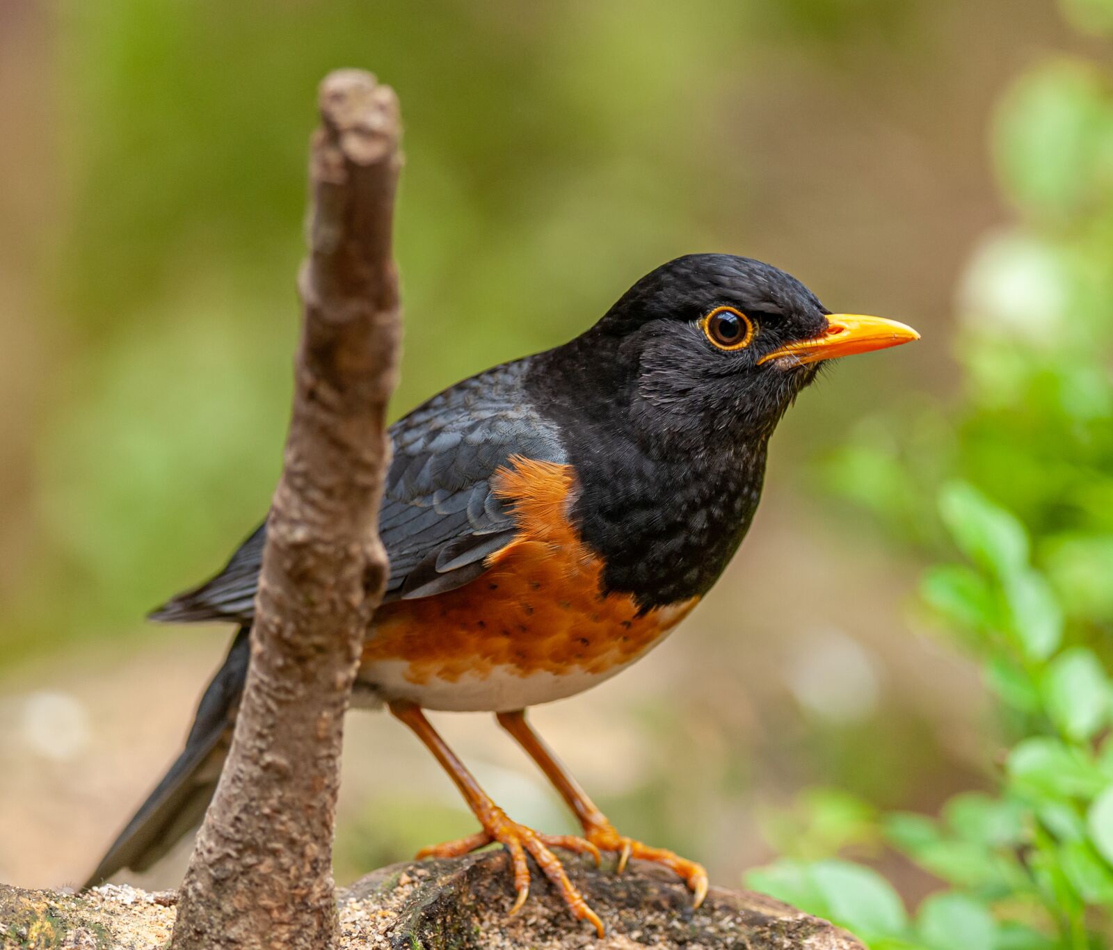 Nikon D300 sample photo. Bird, blackbird, beak photography