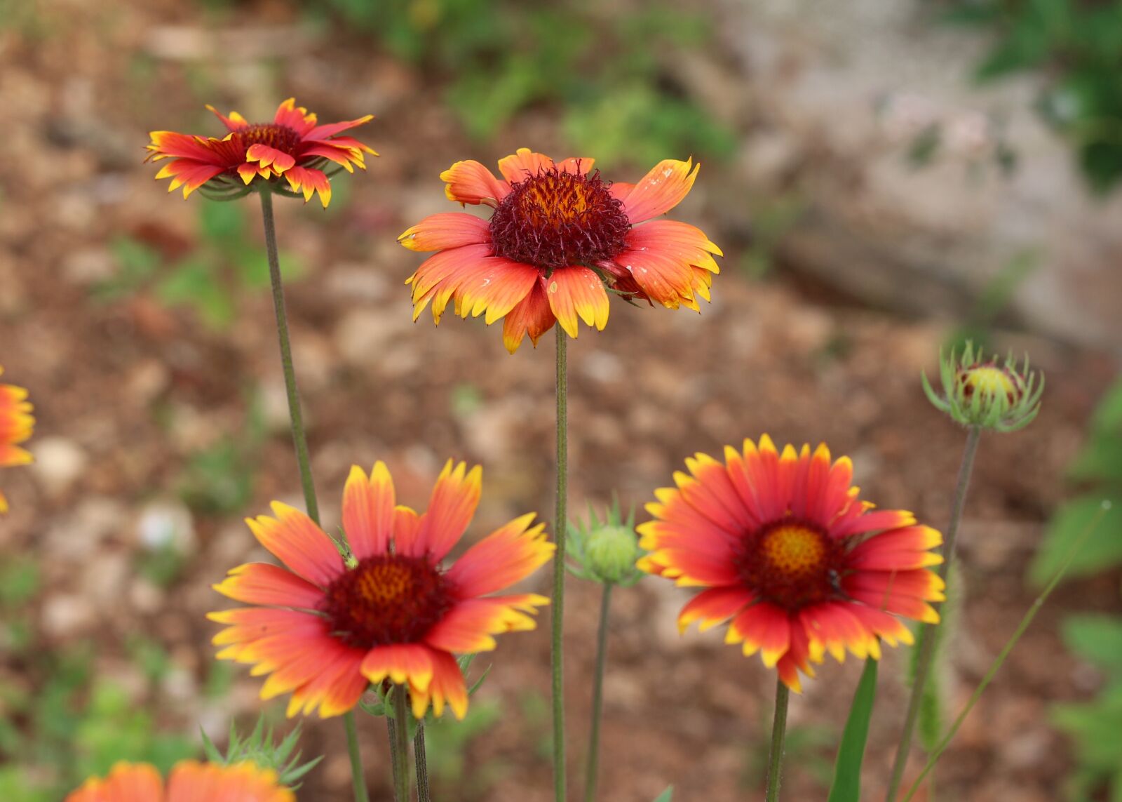 Canon EOS 700D (EOS Rebel T5i / EOS Kiss X7i) + Canon EF 50mm F1.8 STM sample photo. Blanket flowers, garden, nature photography