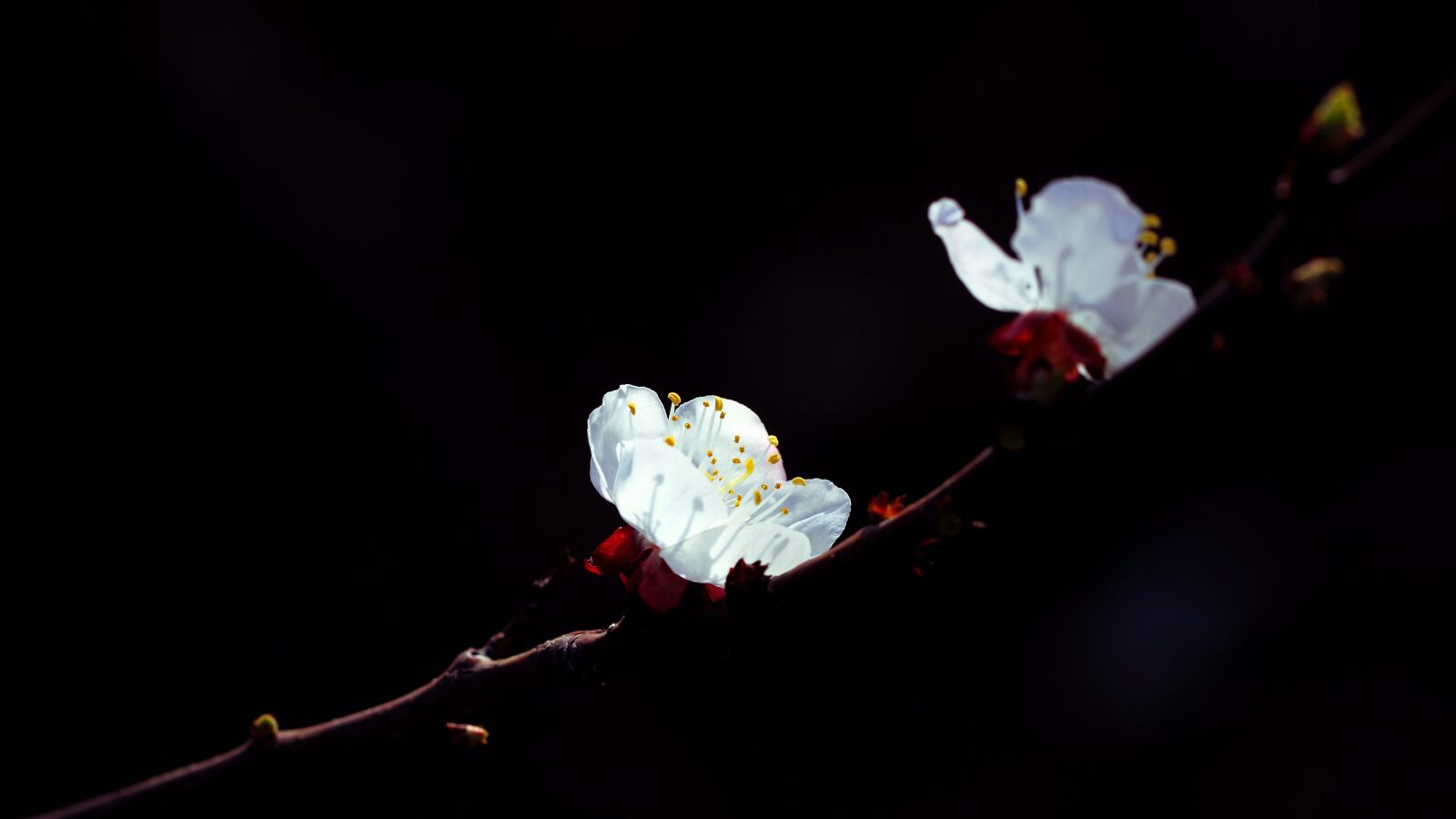 Canon EOS 500D (EOS Rebel T1i / EOS Kiss X3) sample photo. Apricot, spring, black background photography