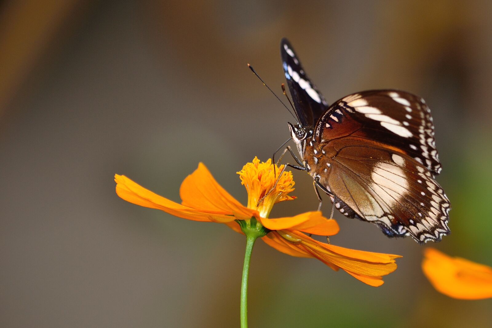 Nikon D3100 sample photo. Butterfly, macro, macro photography photography