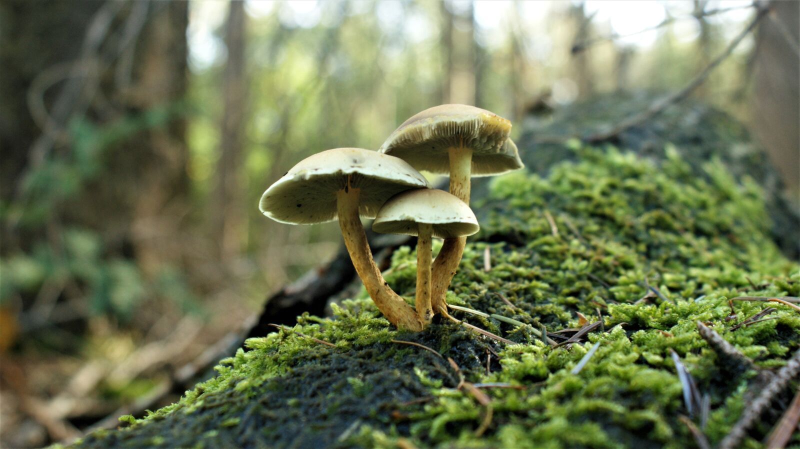 Sony Alpha DSLR-A350 sample photo. Mushrooms, autumn, magic photography