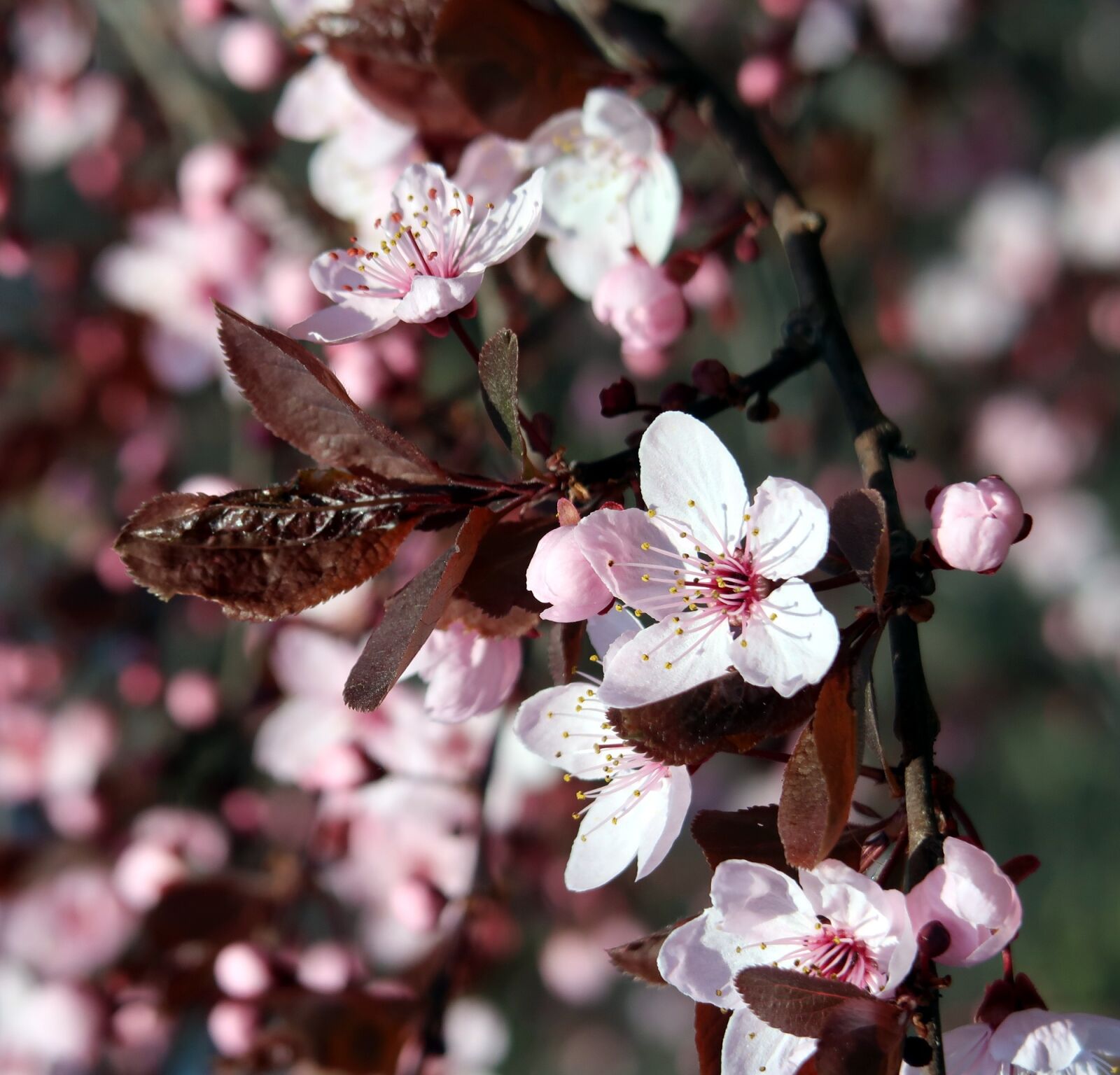Canon PowerShot G7 X Mark II sample photo. Branch of cherry tree photography