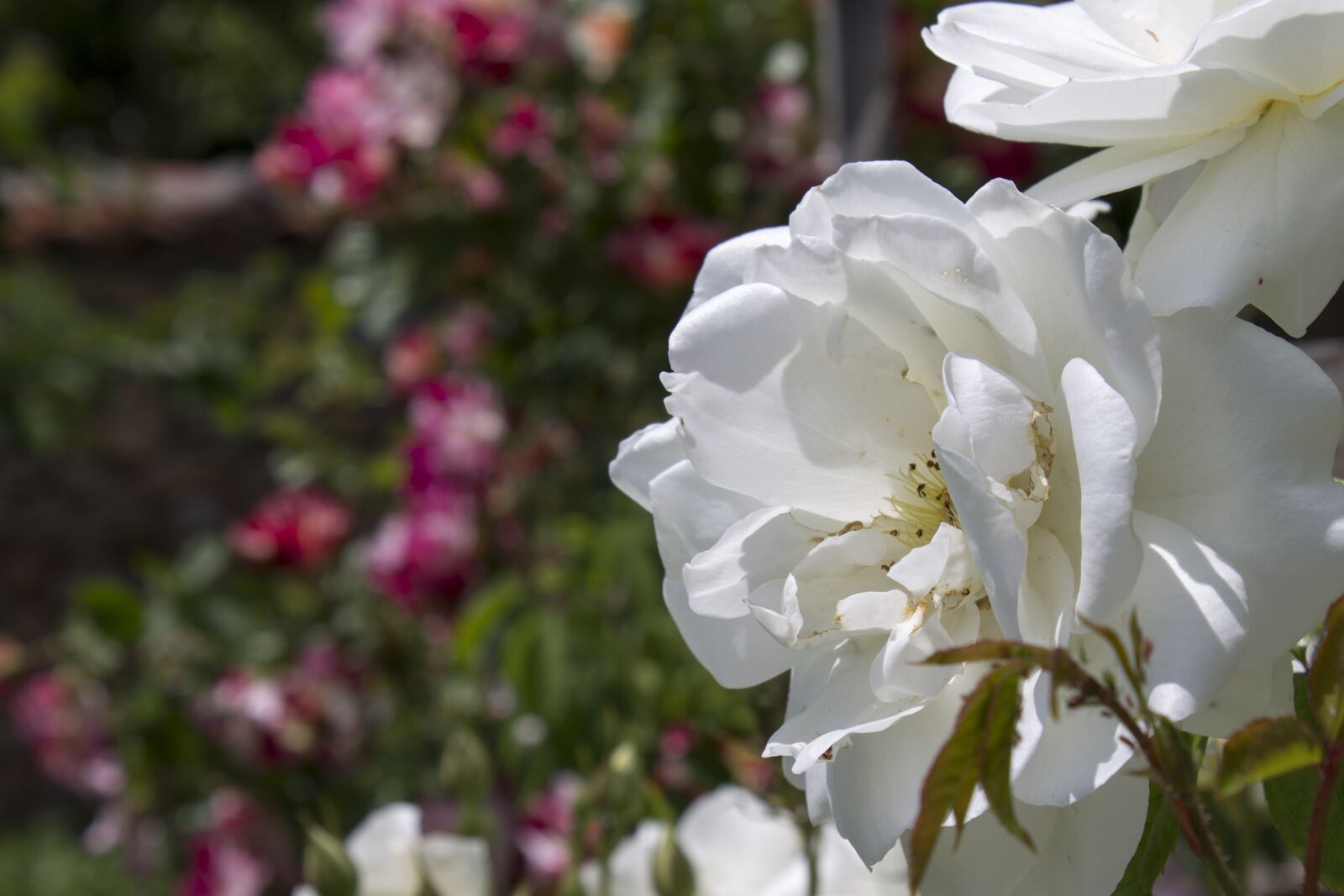 Canon EOS 1100D (EOS Rebel T3 / EOS Kiss X50) sample photo. Flower, white flower, garden photography