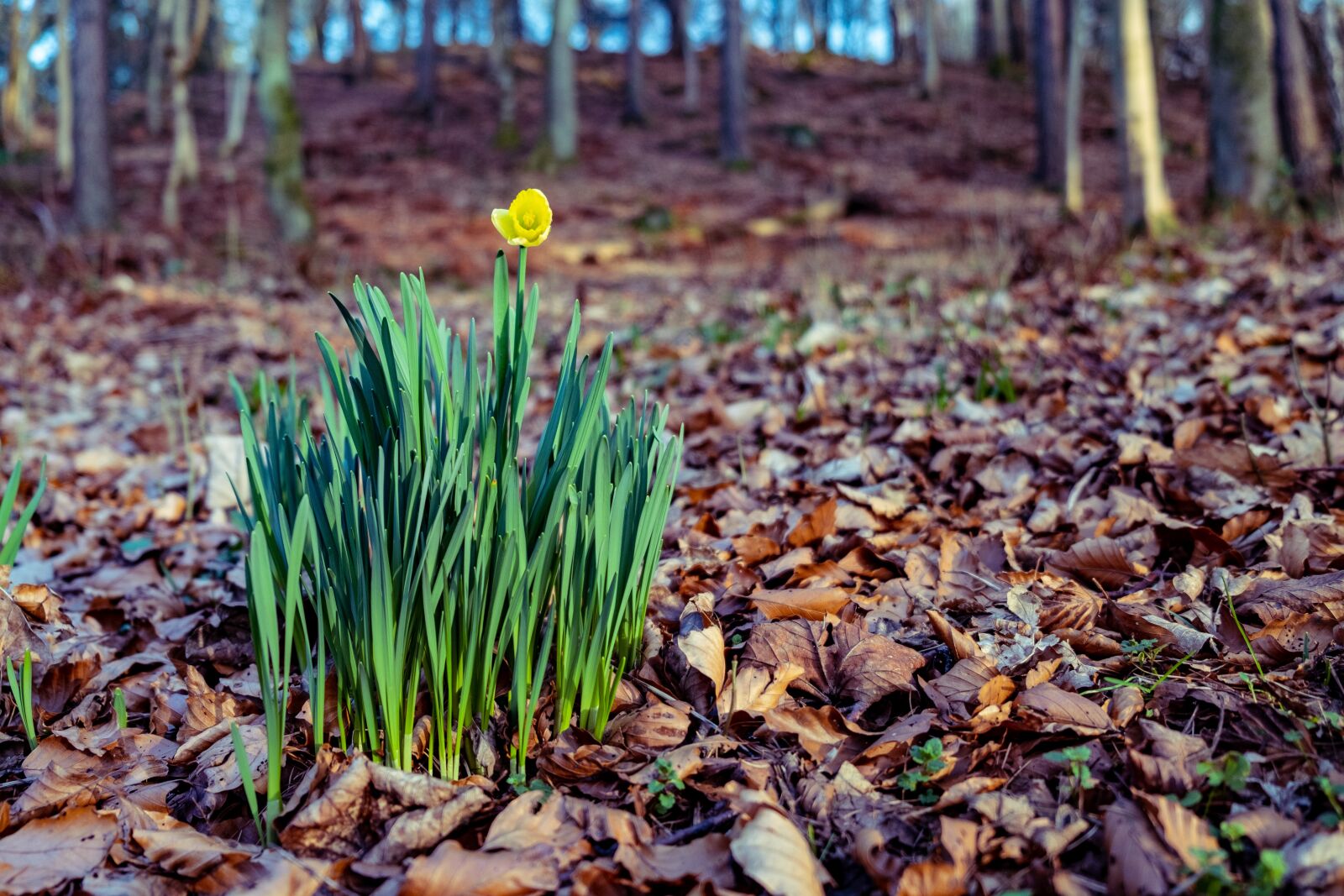 Fujifilm X-T3 sample photo. Scotland, britain, uk photography