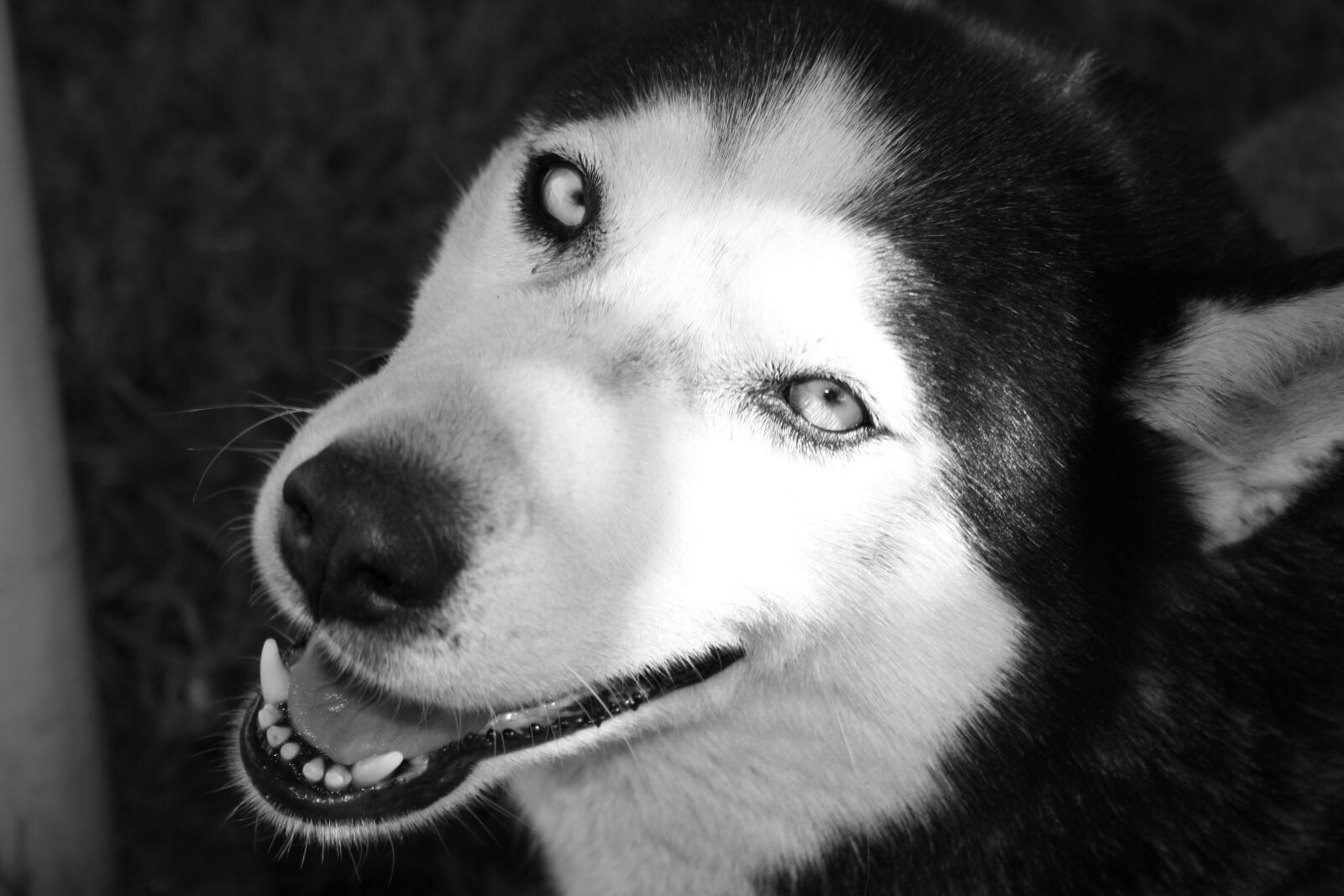 Canon EOS 1000D (EOS Digital Rebel XS / EOS Kiss F) sample photo. Dog, huskies, view photography
