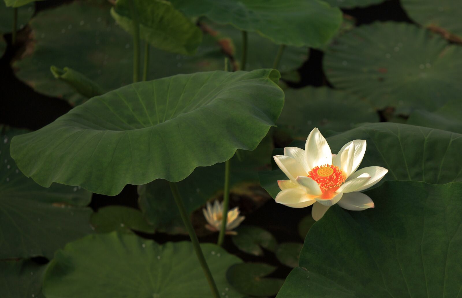 Canon EOS 6D sample photo. Lotus, flower, works photography