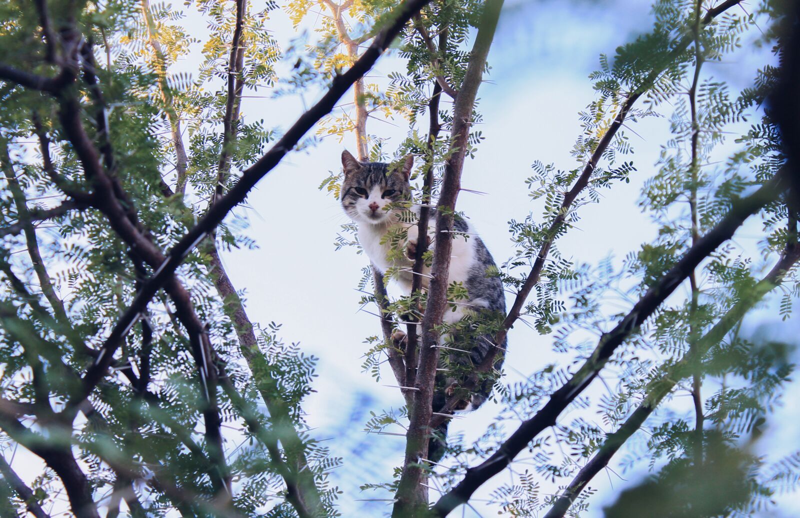 Canon EOS 1100D (EOS Rebel T3 / EOS Kiss X50) sample photo. Cat, stuck, tree photography