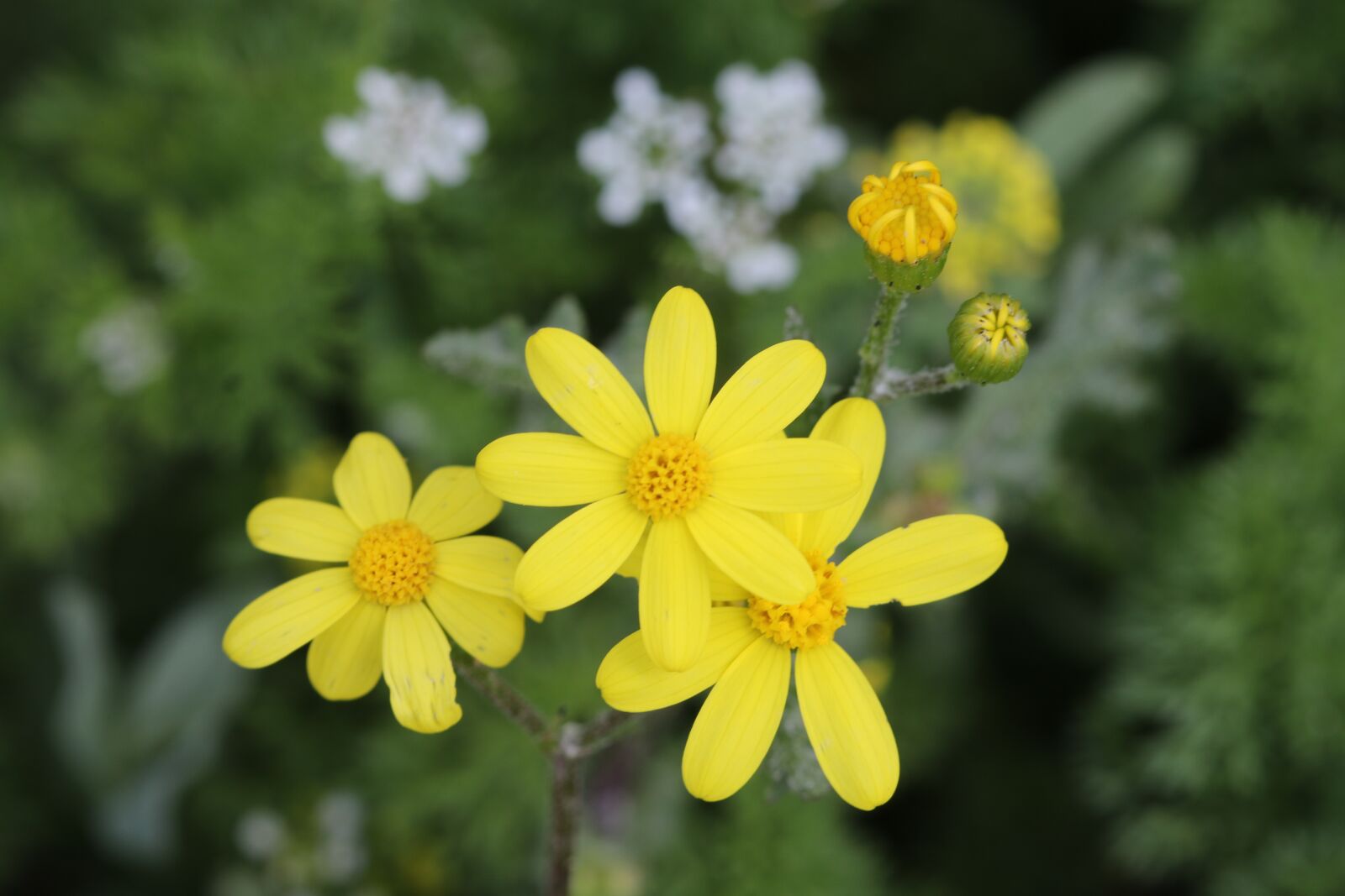 Canon EOS 70D + Canon EF 100mm F2.8 Macro USM sample photo. Green, yellow, flower photography