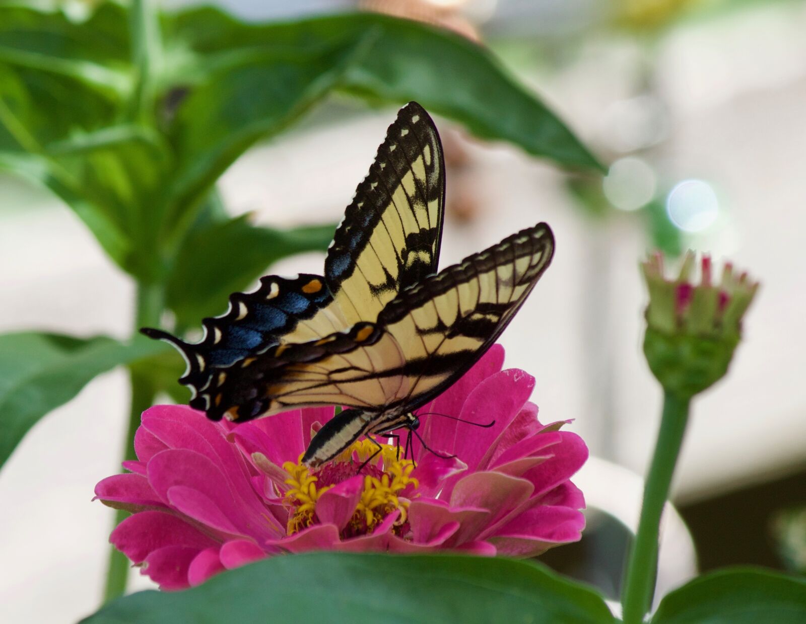 Canon EOS 1100D (EOS Rebel T3 / EOS Kiss X50) sample photo. Swallowtail butterfly, butterflies, swallowtail photography